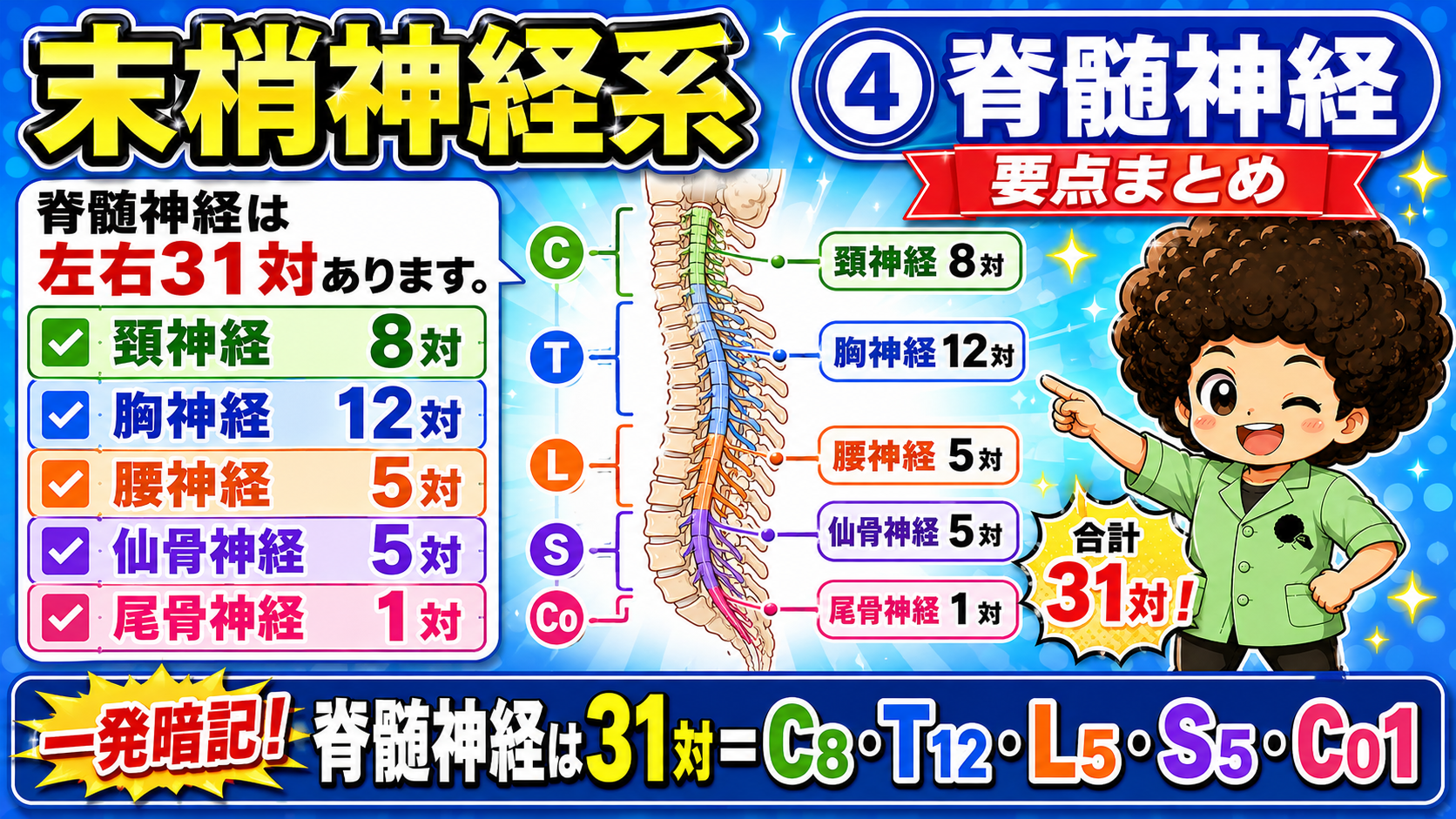 脊髄神経は31対＝C8・T12・L5・S5・Co1