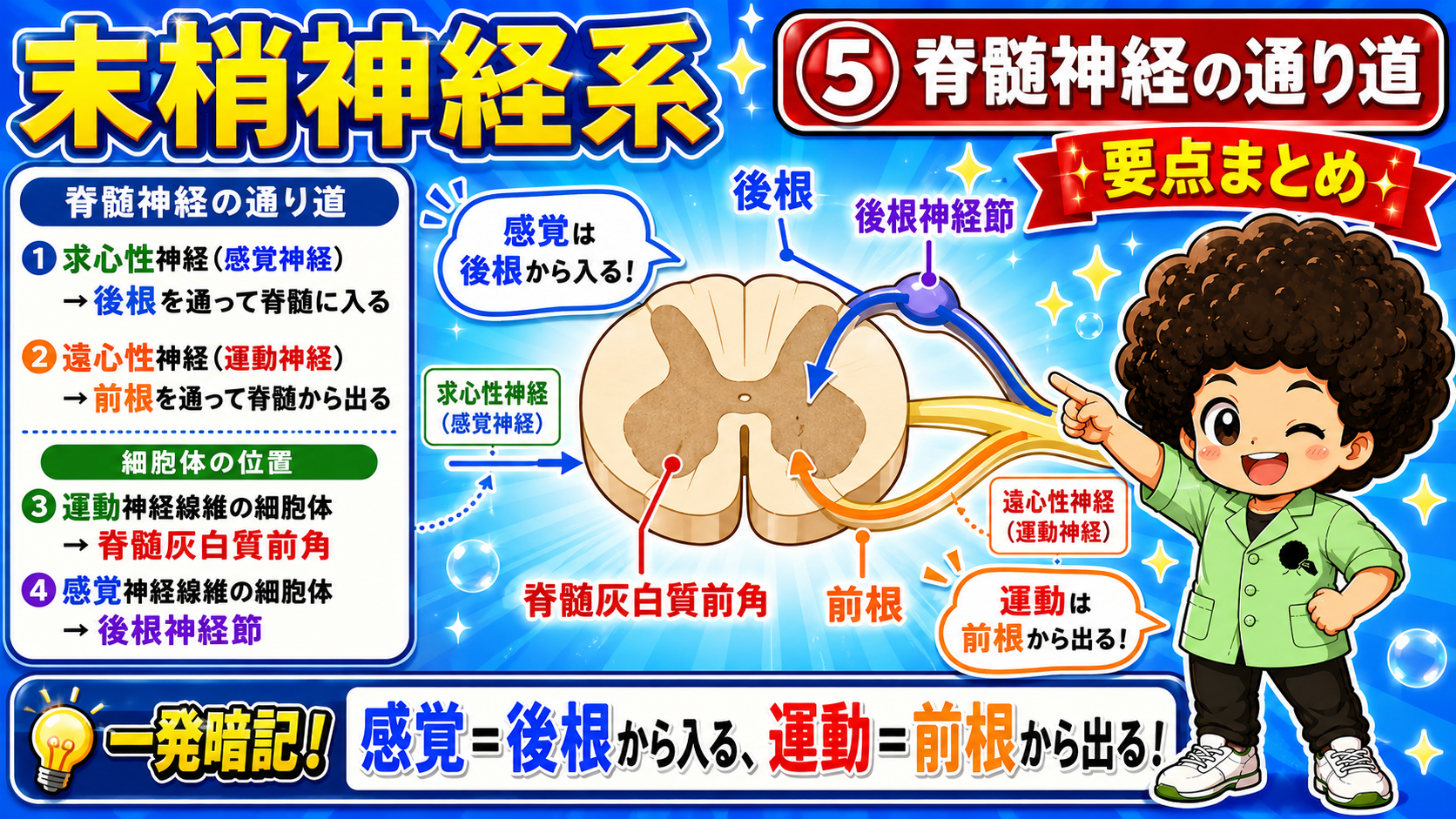 感覚＝後根から入る、運動＝前根から出る