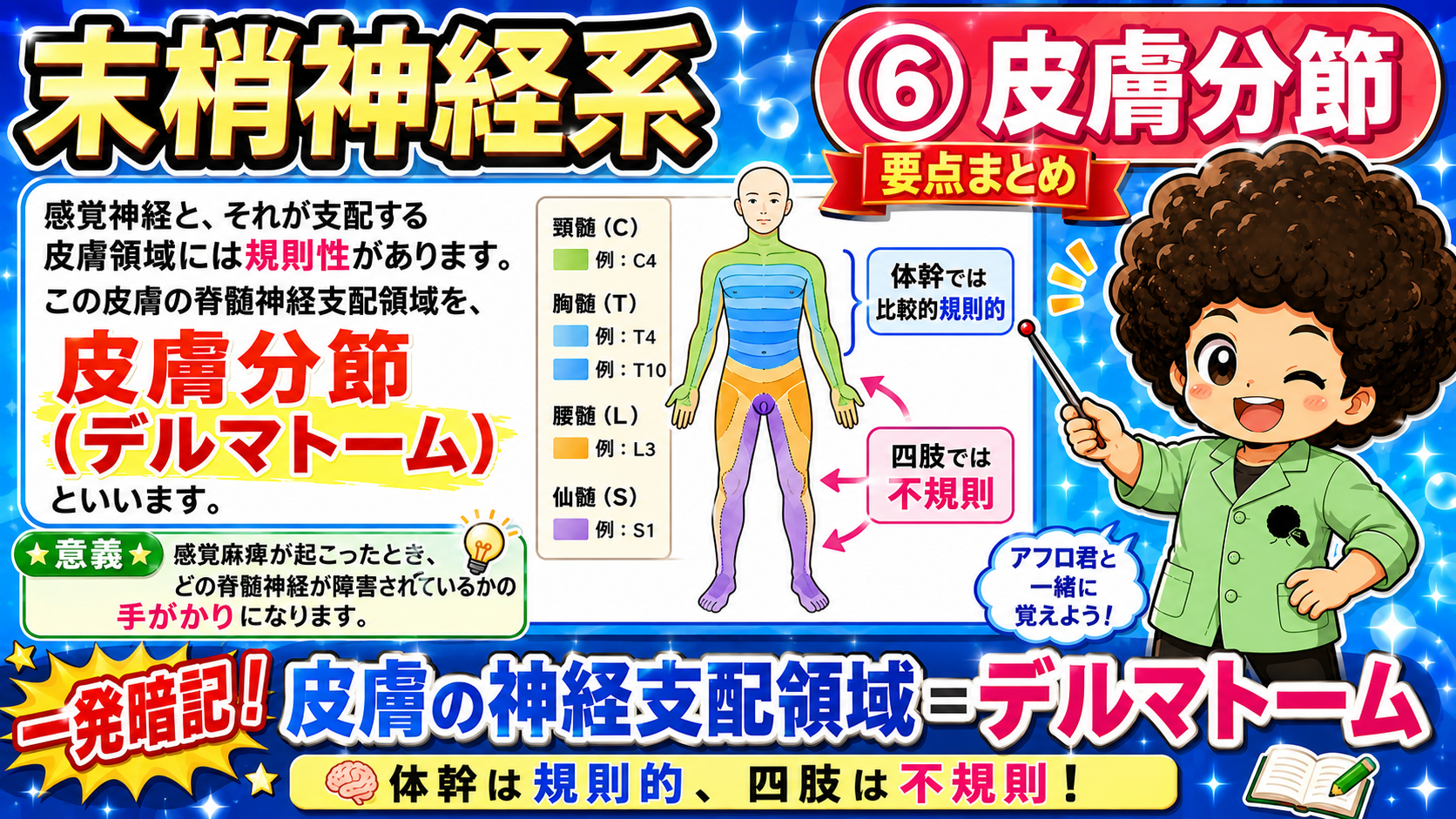 皮膚の神経支配領域＝デルマトーム。体幹は規則的、四肢は不規則