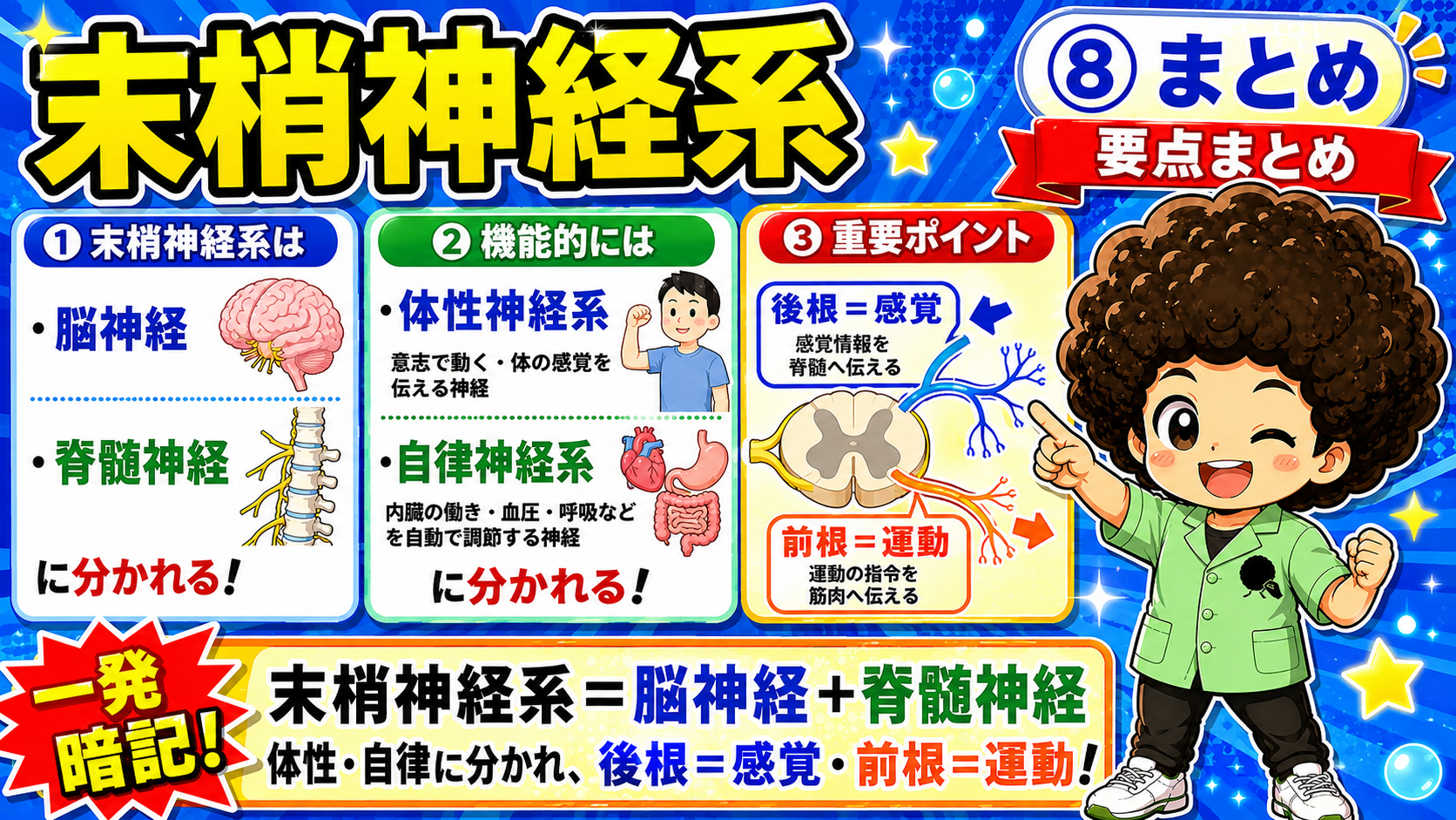末梢神経系＝脳神経＋脊髄神経、後根＝感覚・前根＝運動