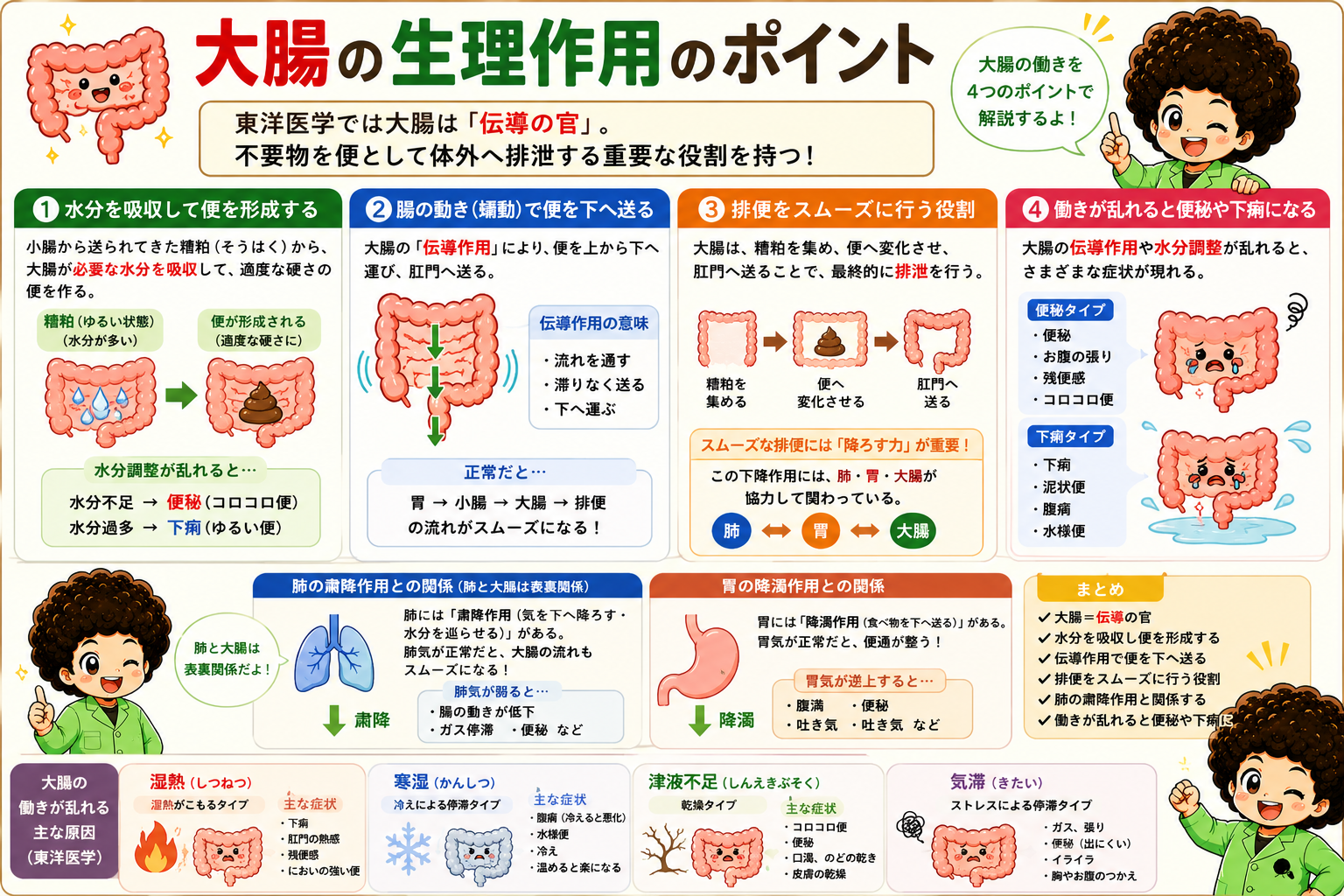 大腸の生理作用の4つのポイント