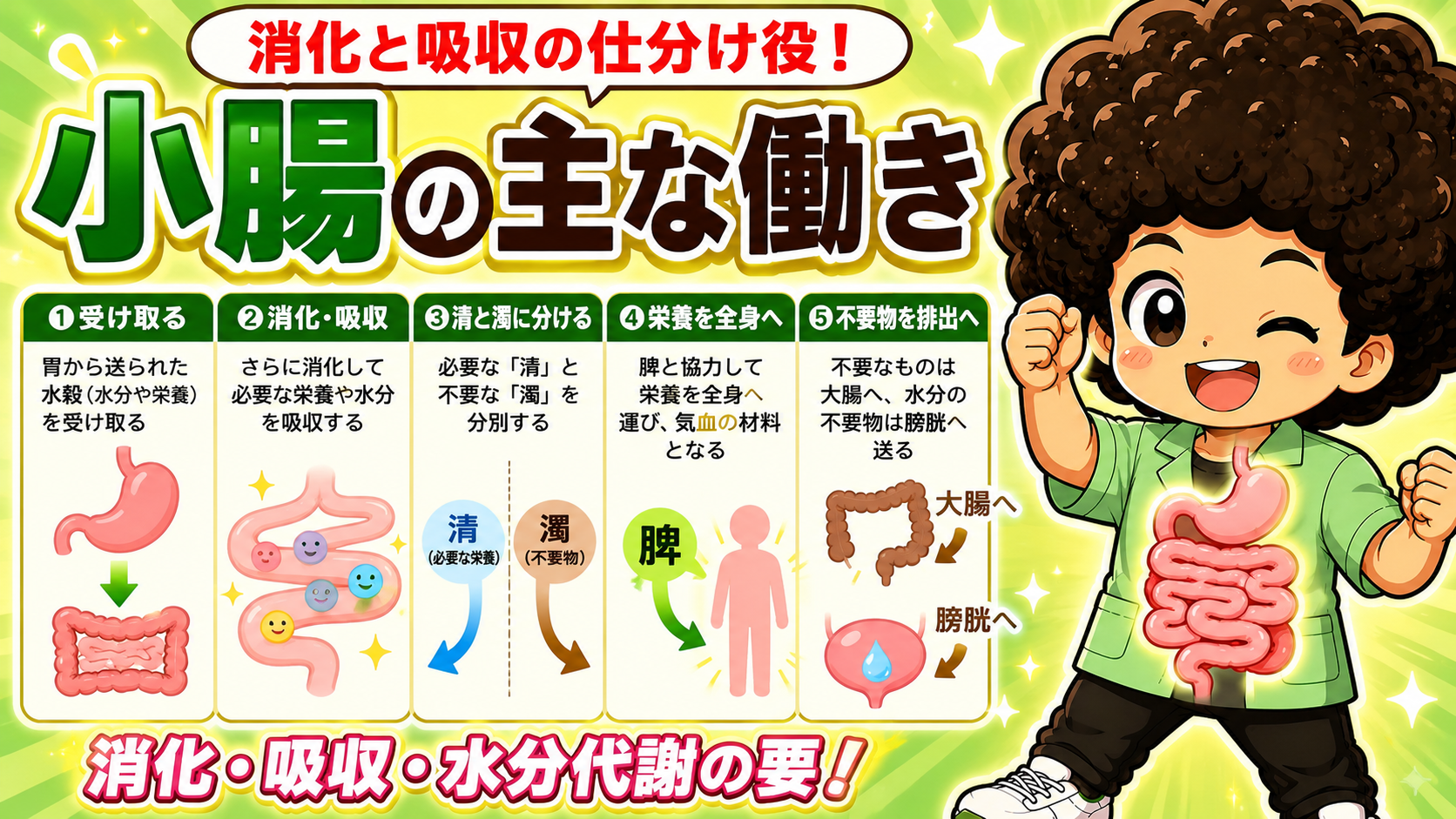 小腸（六腑）｜小腸（六腑） 1