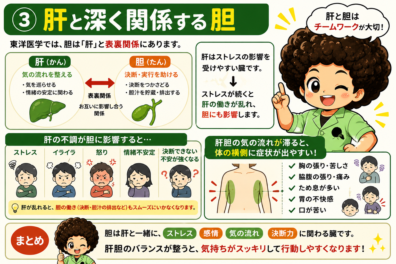 肝と胆は表裏関係。気の流れが滞ると体の横側（胸・脇腹）に症状が出やすい
