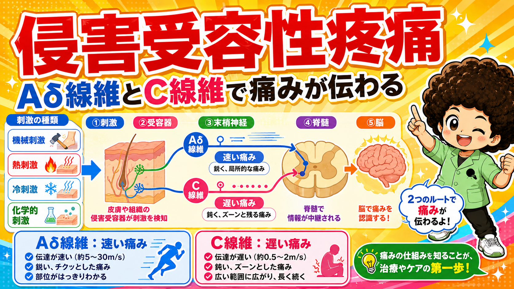 侵害受容性疼痛はAδ線維とC線維の2ルートで脳へ伝わる