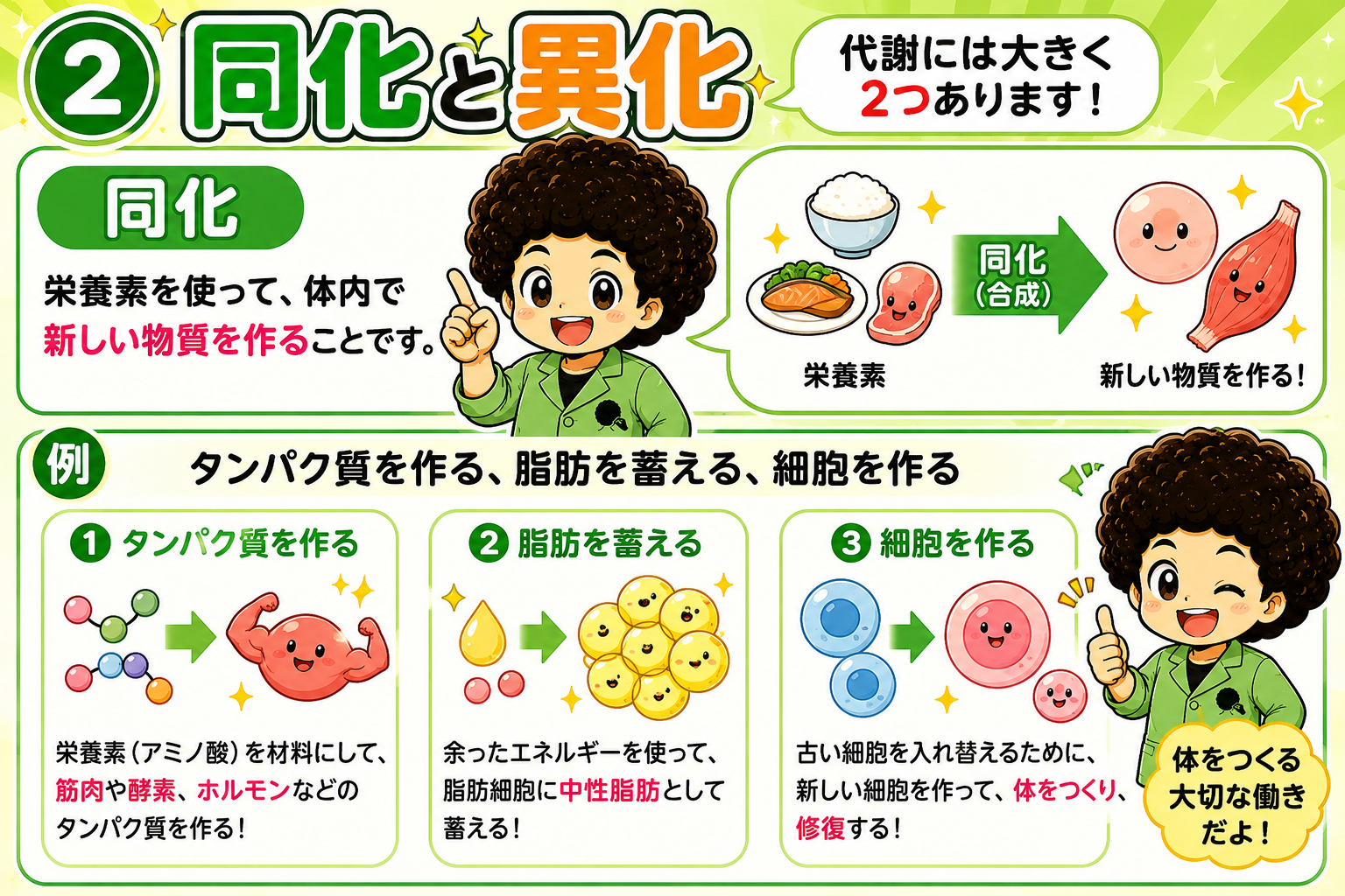 同化と異化。代謝は「作る＝同化、壊す＝異化」