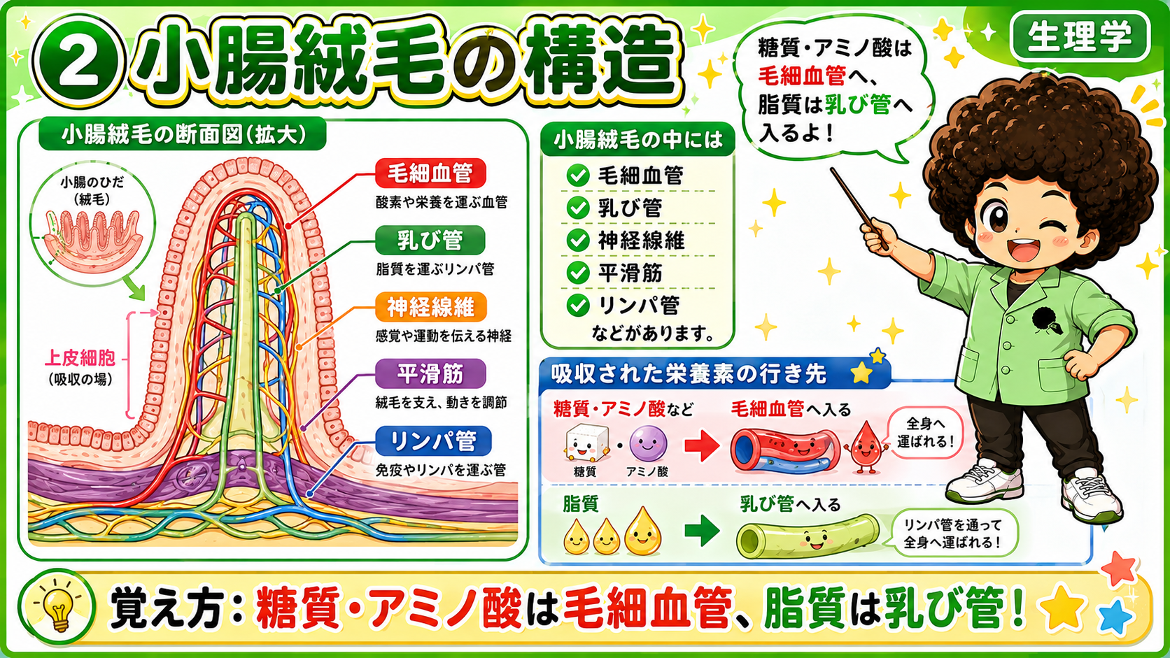 小腸絨毛の断面：糖質・アミノ酸は毛細血管、脂質は乳び管へ