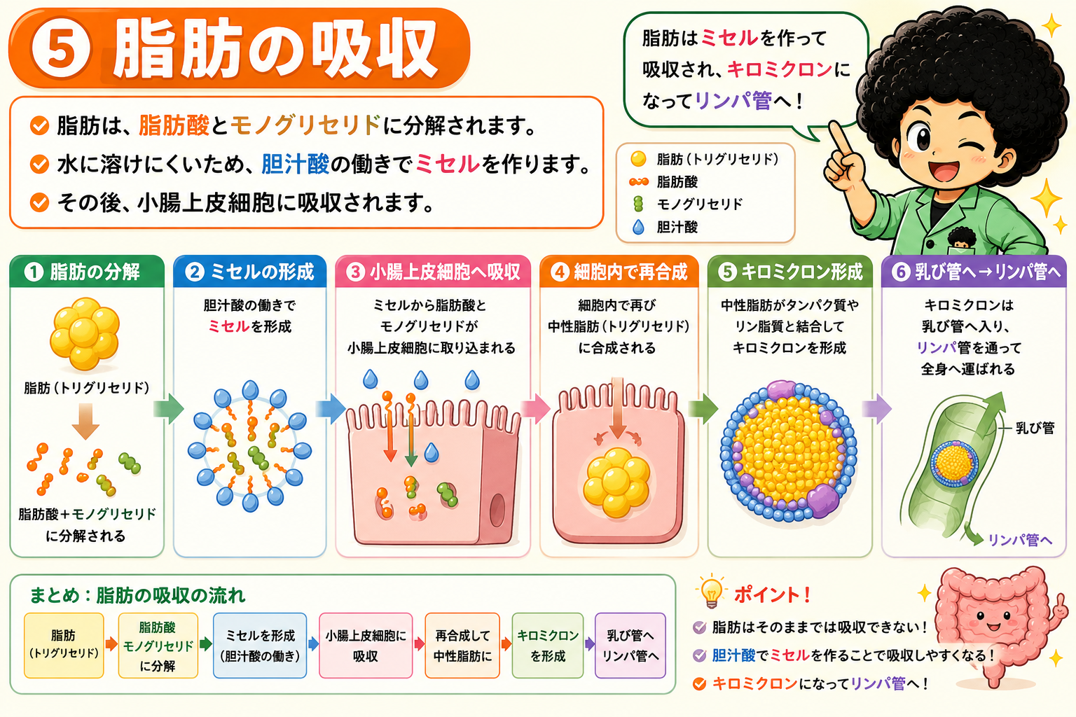 脂肪の吸収：ミセル形成→再合成→キロミクロン→乳び管・リンパ管へ