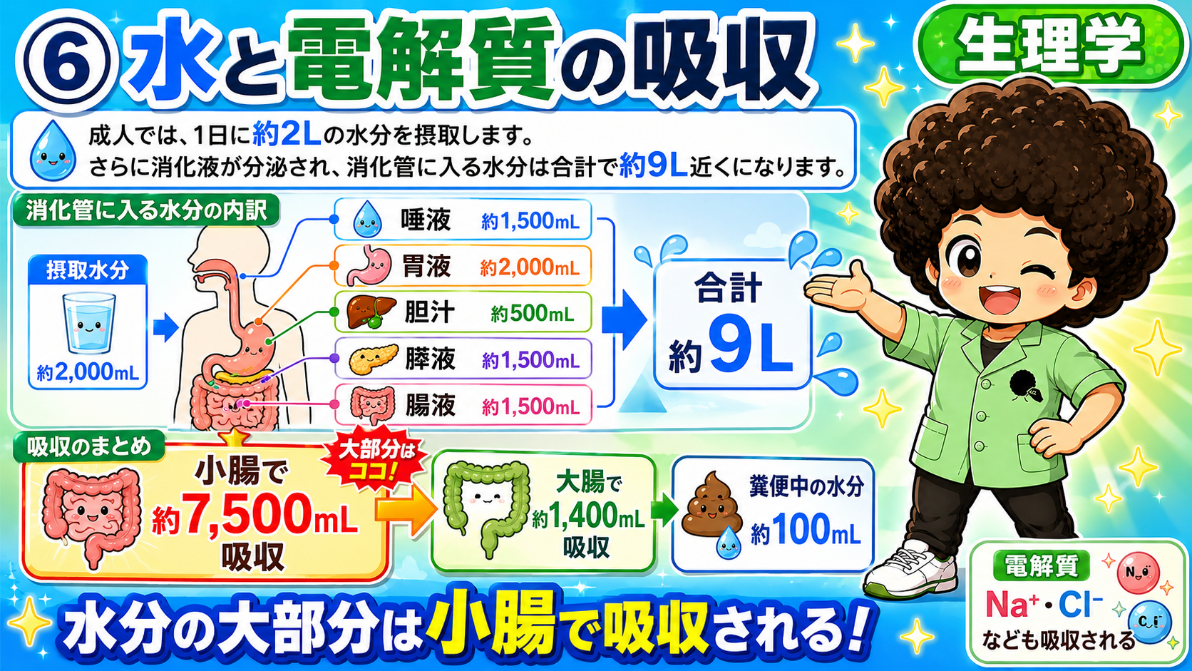 水と電解質の吸収：消化管に入る水分は約9L、小腸で約7,500mL吸収