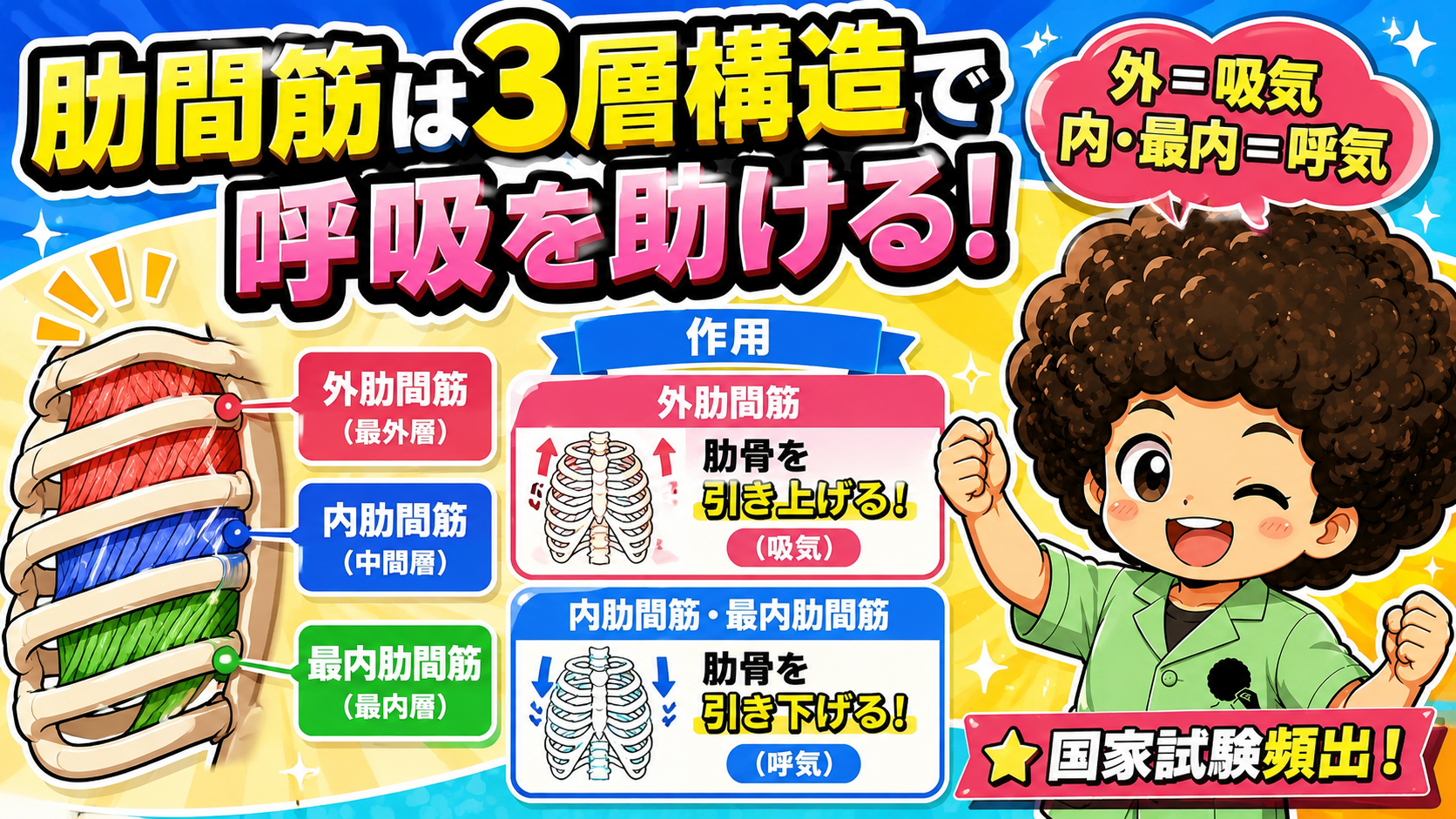 肋間筋（外・内・最内）の3層構造と作用