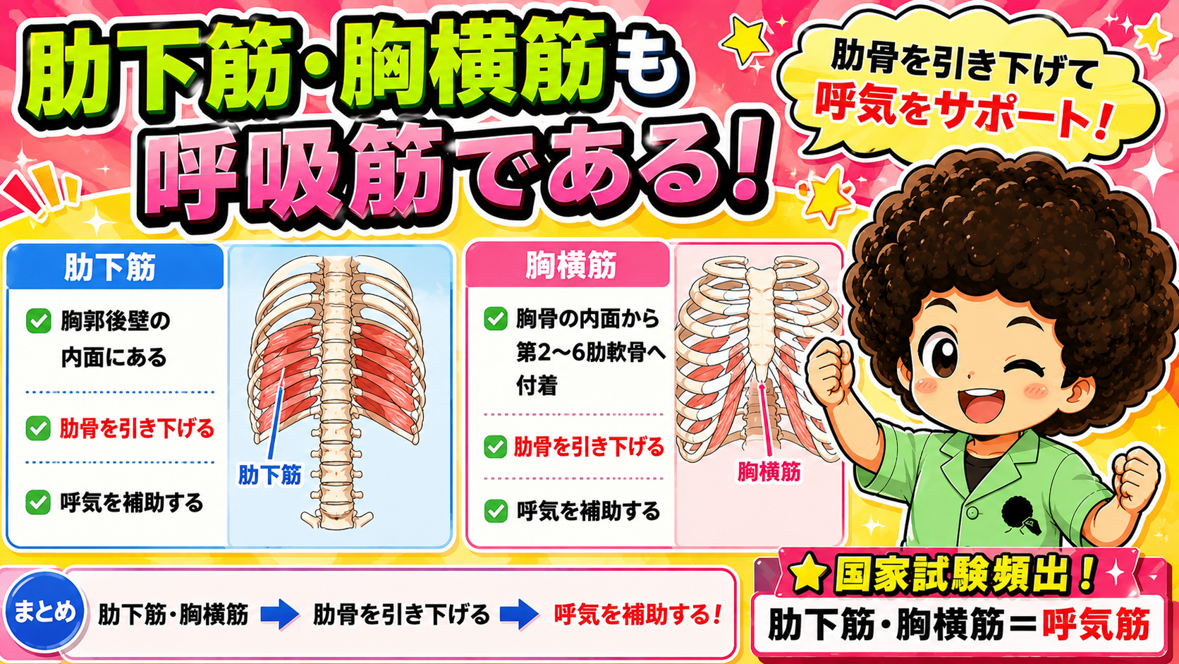 肋下筋・胸横筋の位置と作用