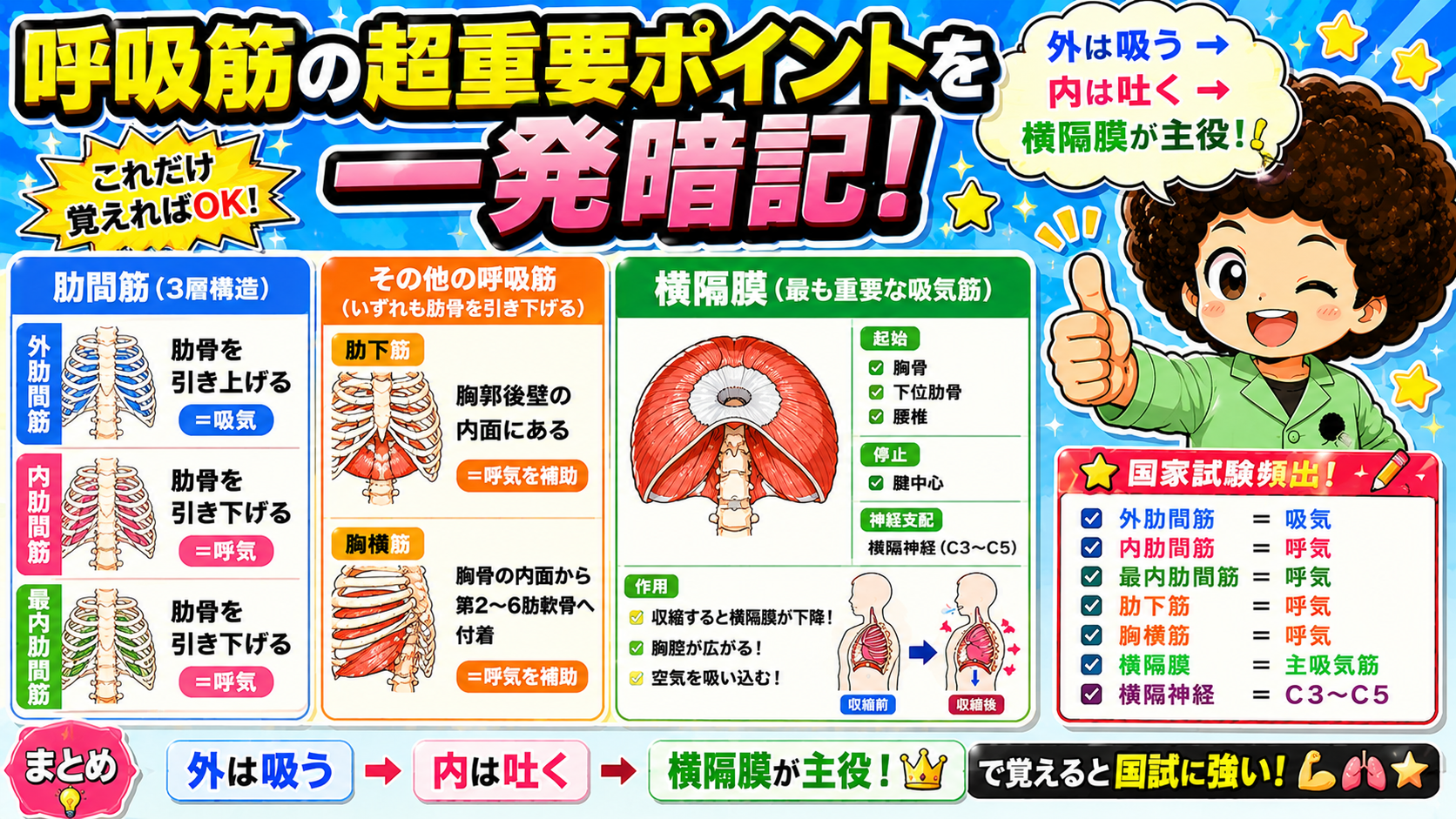 呼吸筋（横隔膜・肋間筋・肋下筋・胸横筋）の総まとめ