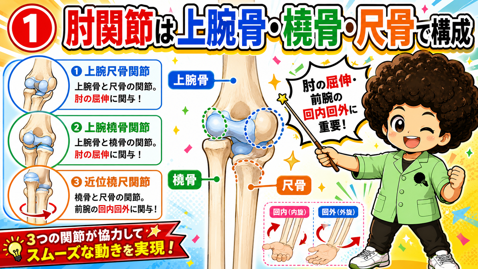 肘関節と前腕（橈骨・尺骨）の構造と運動｜肘関節と前腕（橈骨・尺骨）の構造と運動 1