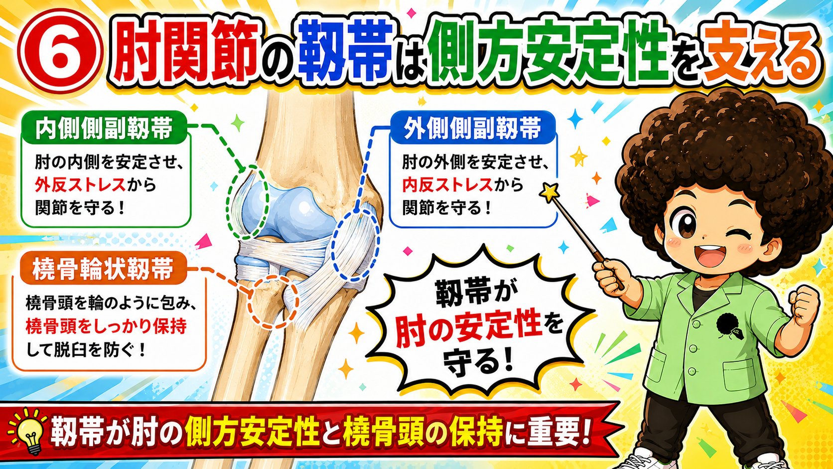 内側側副靭帯・外側側副靭帯・橈骨輪状靭帯