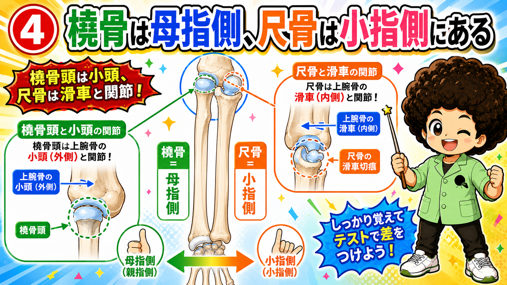 橈骨は母指側で小頭と、尺骨は小指側で滑車と関節する