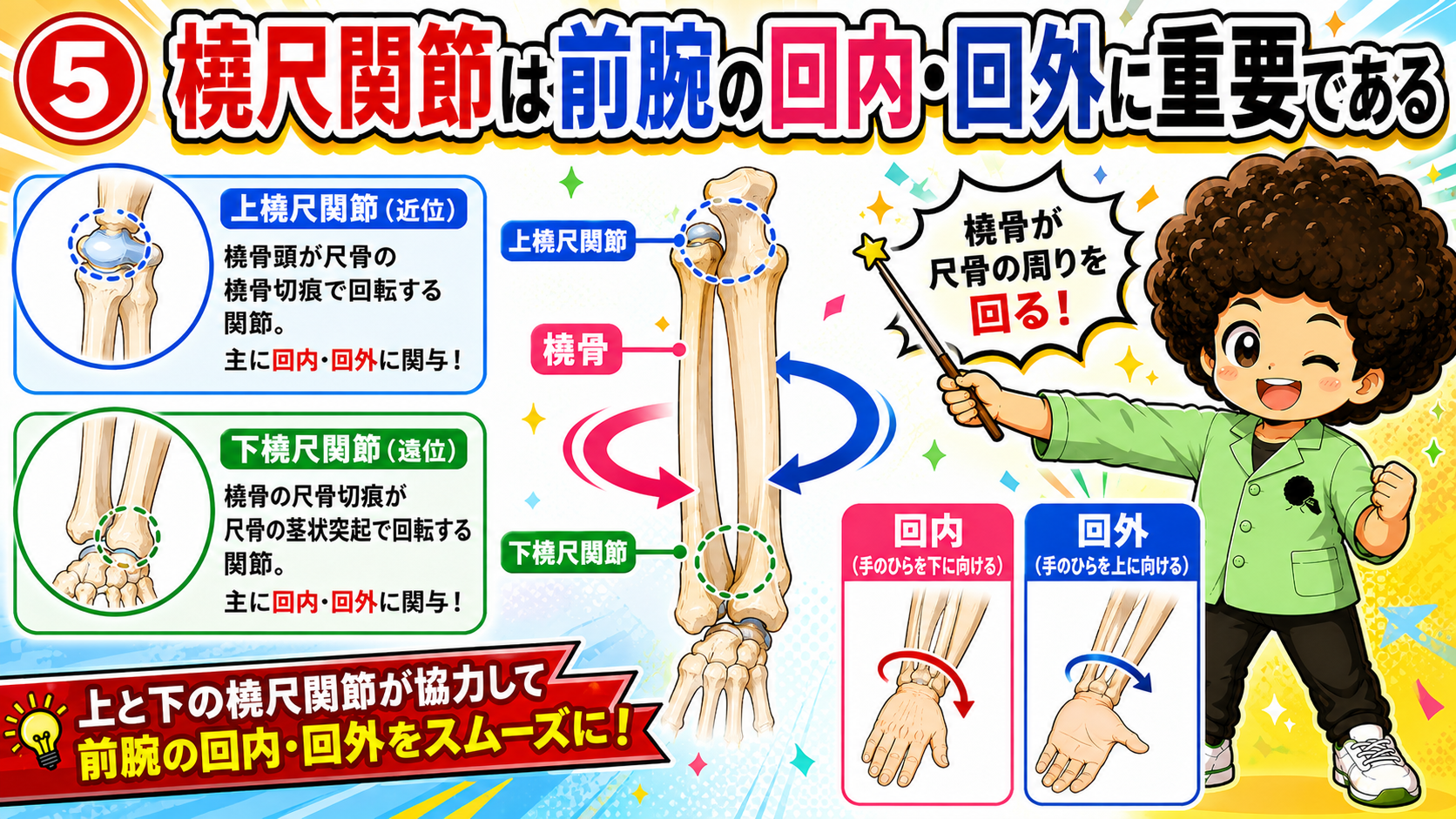 上・下の橈尺関節が協力し、橈骨が尺骨の周りを回旋する
