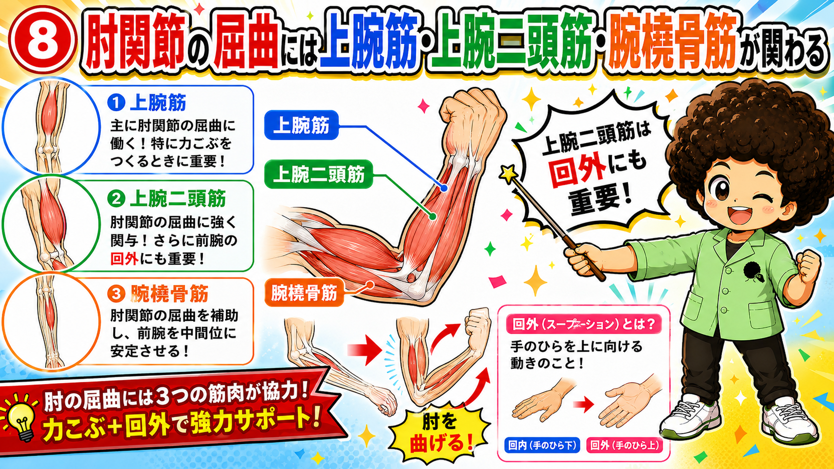 肘屈曲に働く上腕筋・上腕二頭筋・腕橈骨筋
