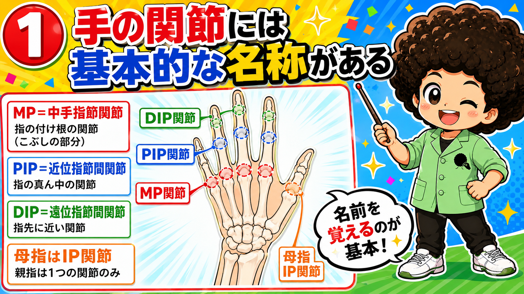MP・PIP・DIPと母指IP関節の位置関係