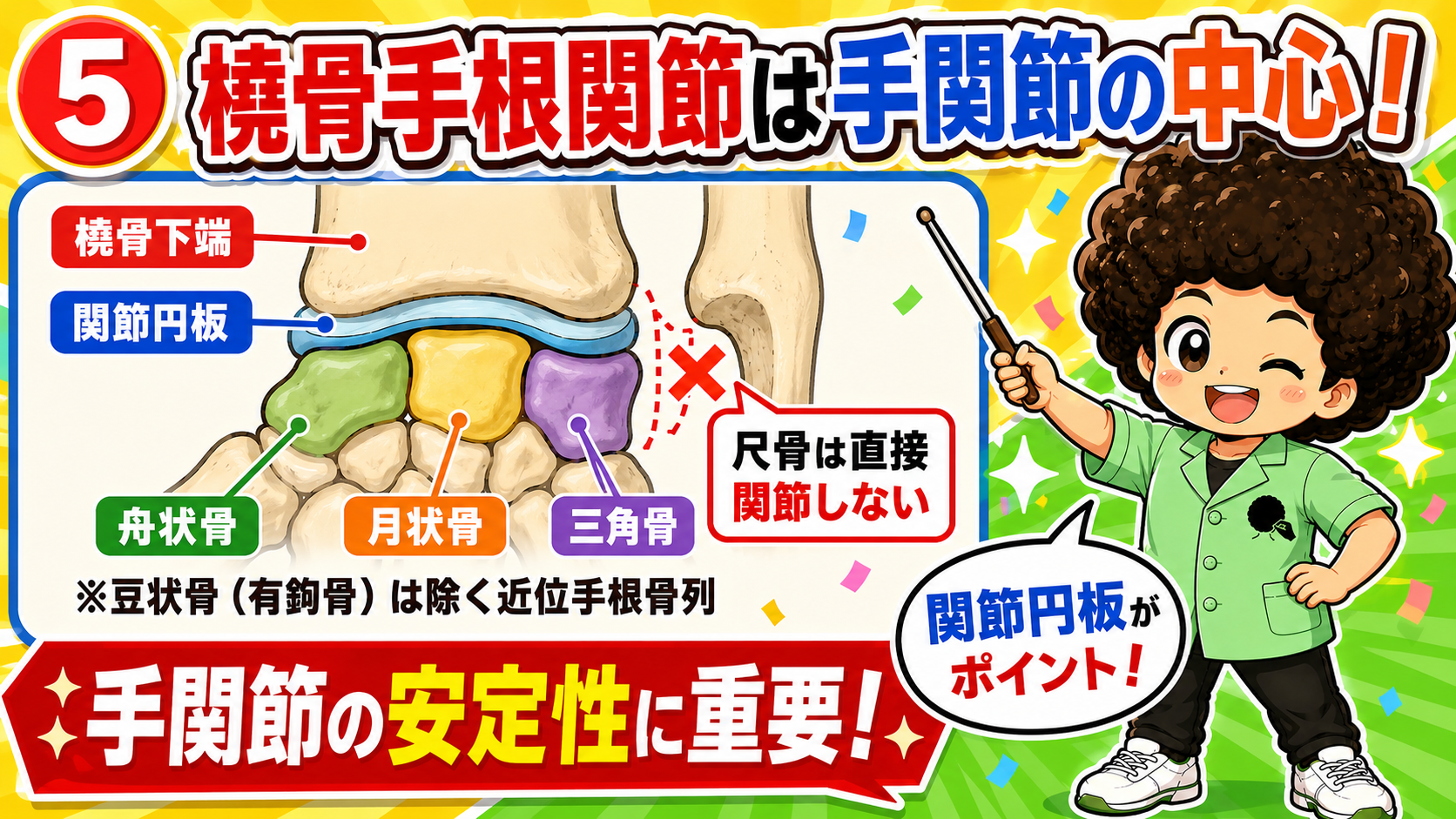 手・手関節の骨と関節（橈骨手根関節・MP・PIP・DIP）｜手・手関節の骨と関節（橈骨手根関節・MP・PIP・DIP） 1