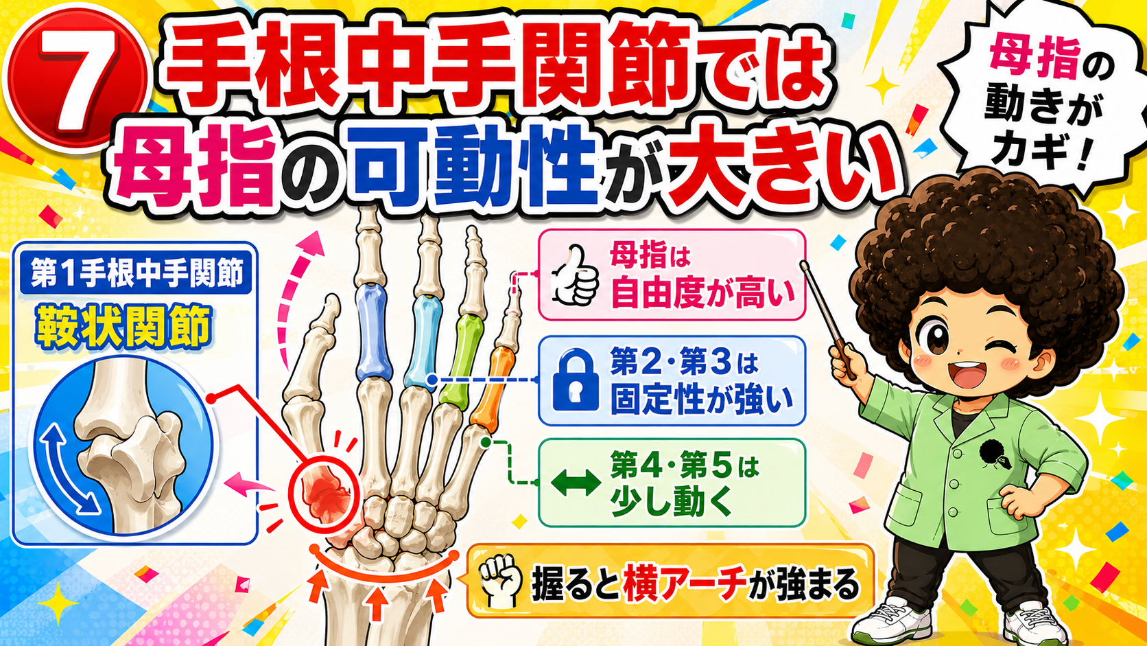 第1手根中手関節は鞍状関節。第2・3は固定性、第4・5はやや可動