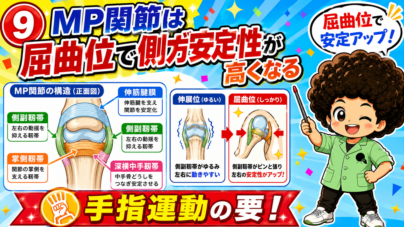 MP関節の側副靱帯・掌側靱帯・深横中手靱帯と屈曲位での安定化