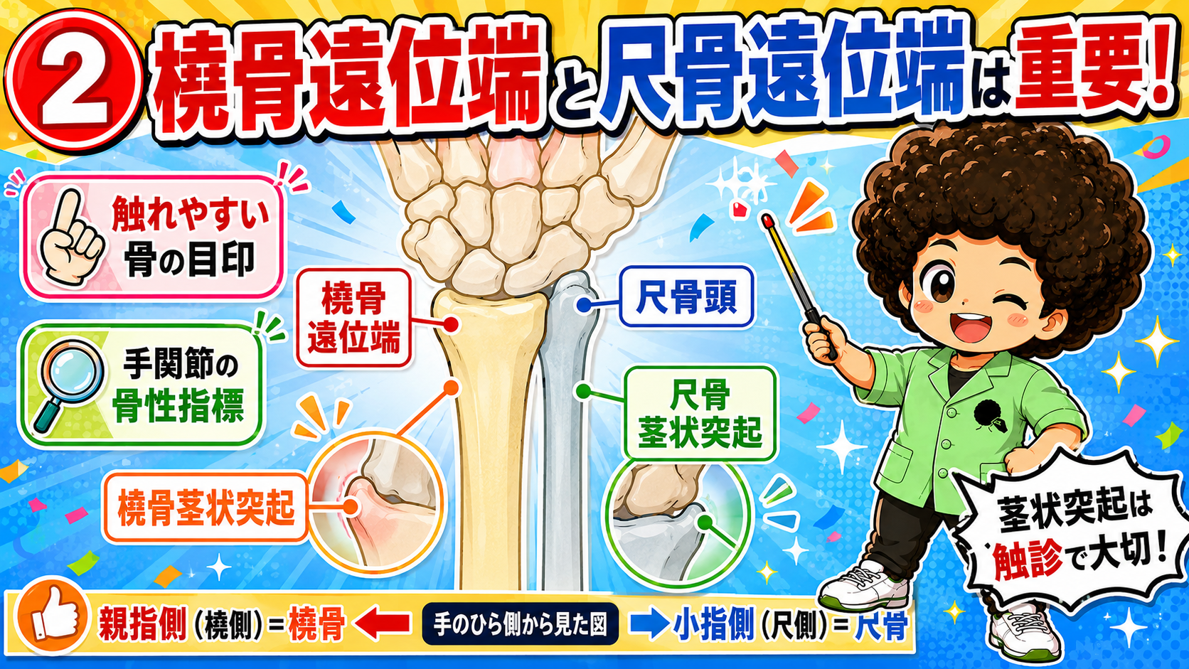 橈骨遠位端・尺骨頭・両茎状突起（掌側から見た図）