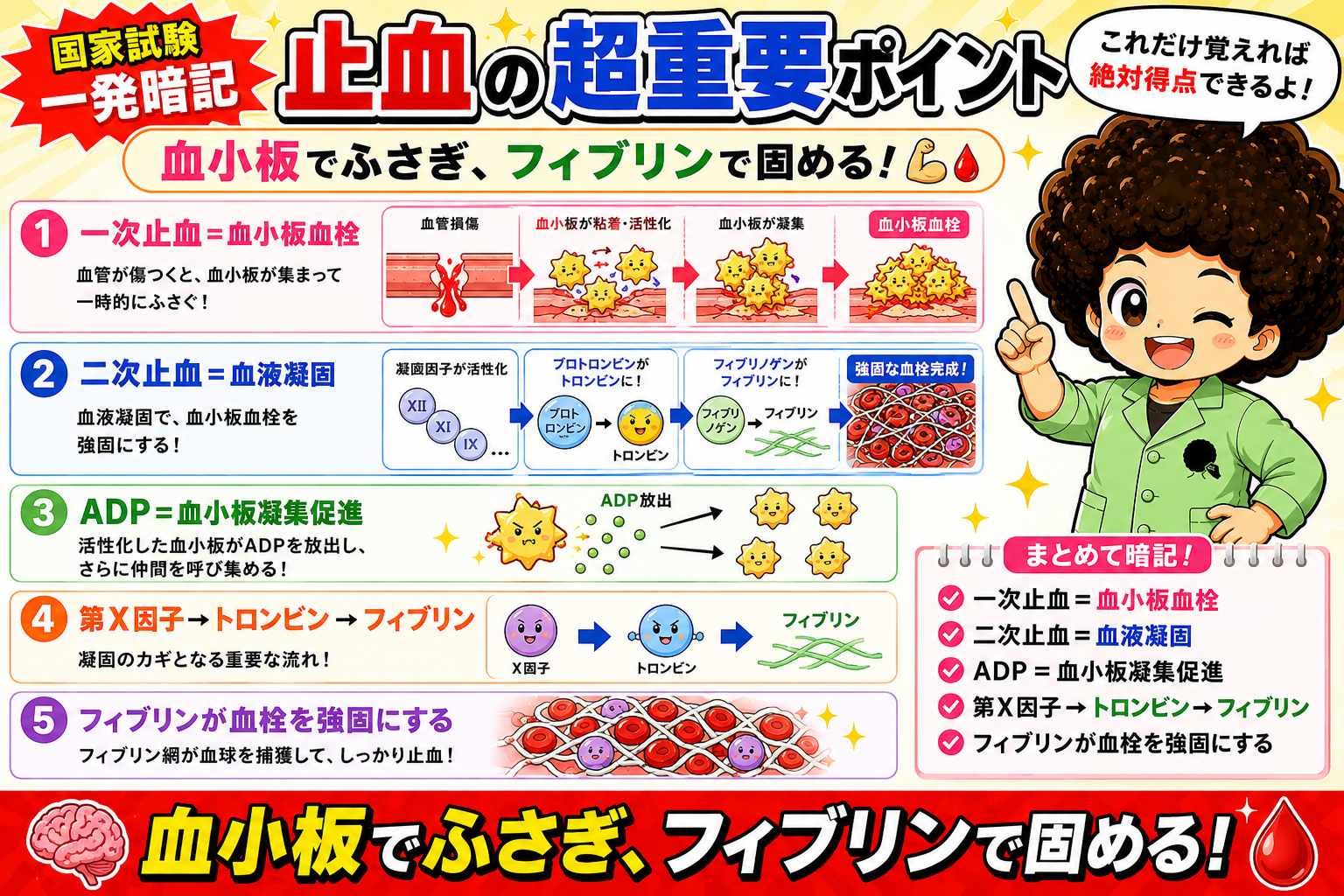 止血の超重要ポイント5つ（国家試験一発暗記）