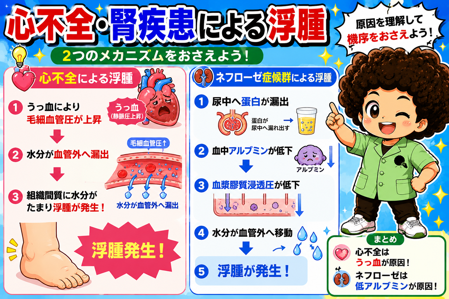心不全（うっ血）とネフローゼ（低アルブミン）— 浮腫の2大機序