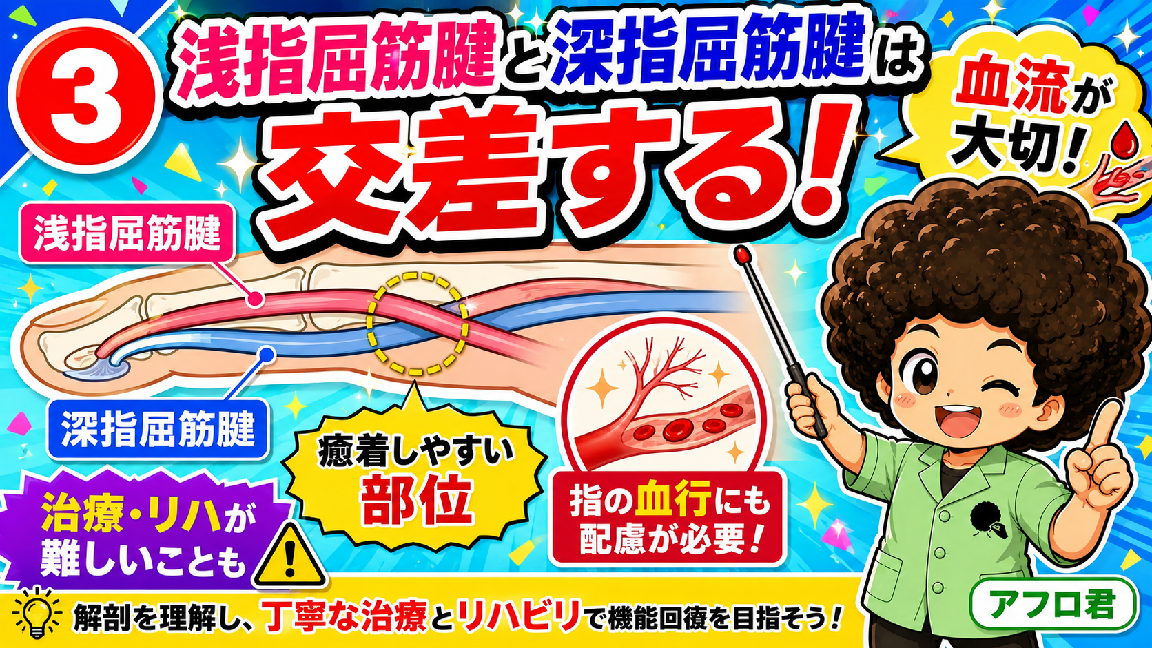 浅指屈筋腱と深指屈筋腱の交差部。癒着しやすく、血流への配慮も必要