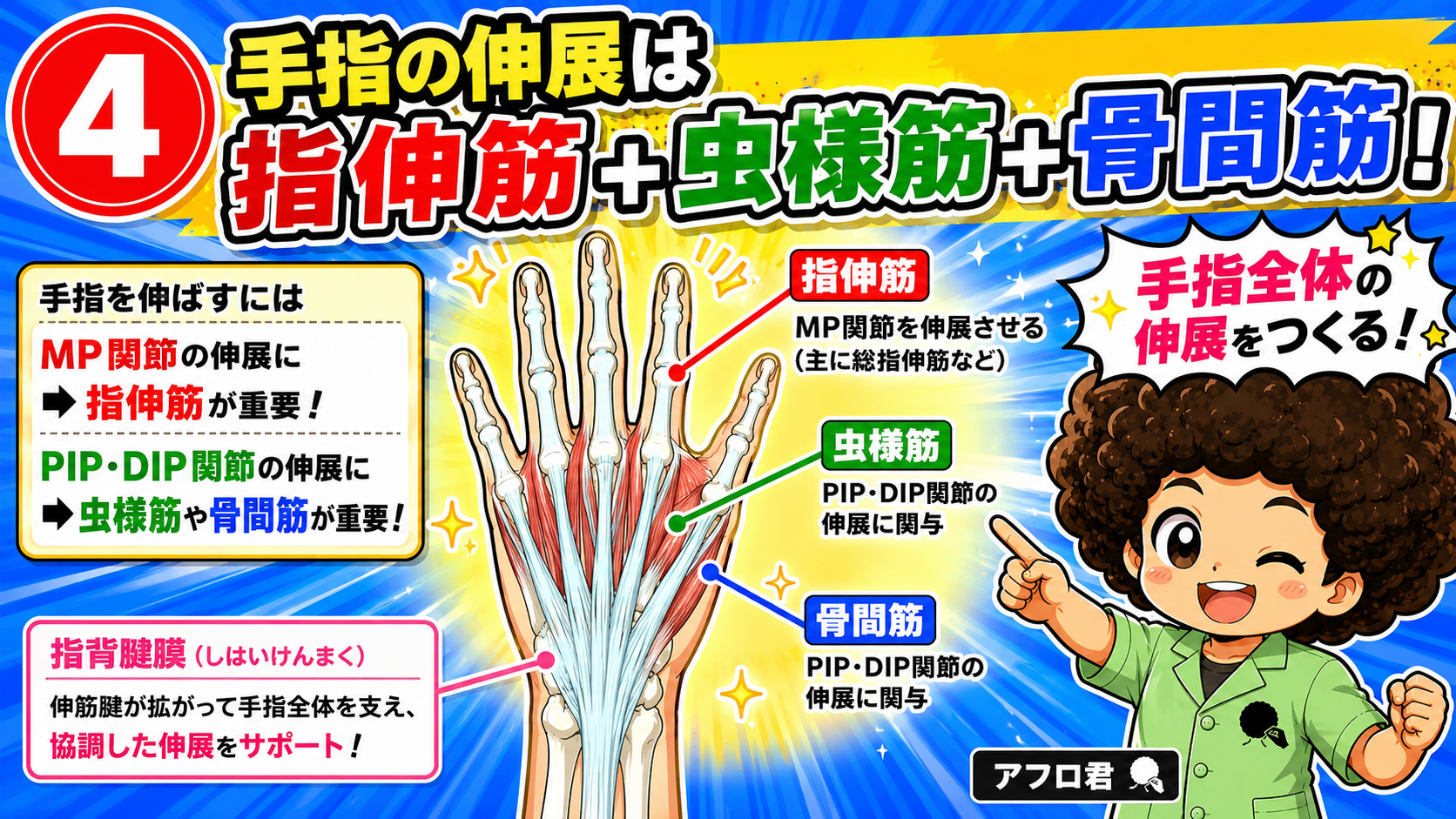 MP伸展は指伸筋、PIP・DIP伸展は虫様筋・骨間筋。指背腱膜が全体をつなぐ
