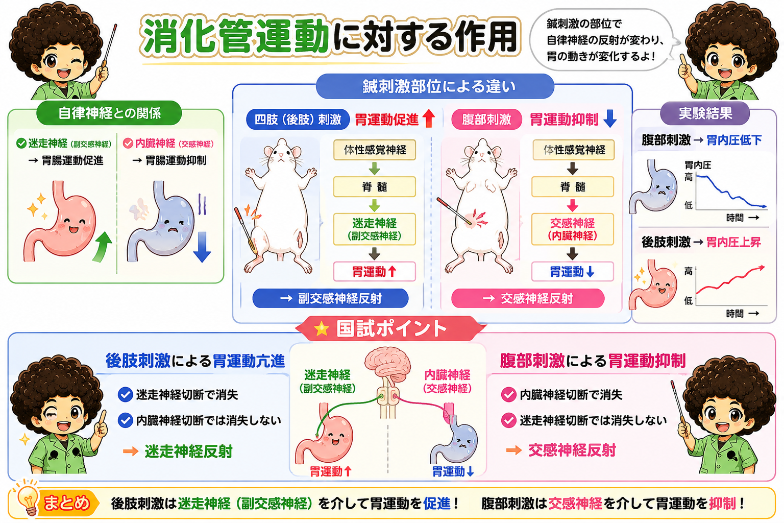 鍼刺激部位による消化管運動の違いと神経切断実験