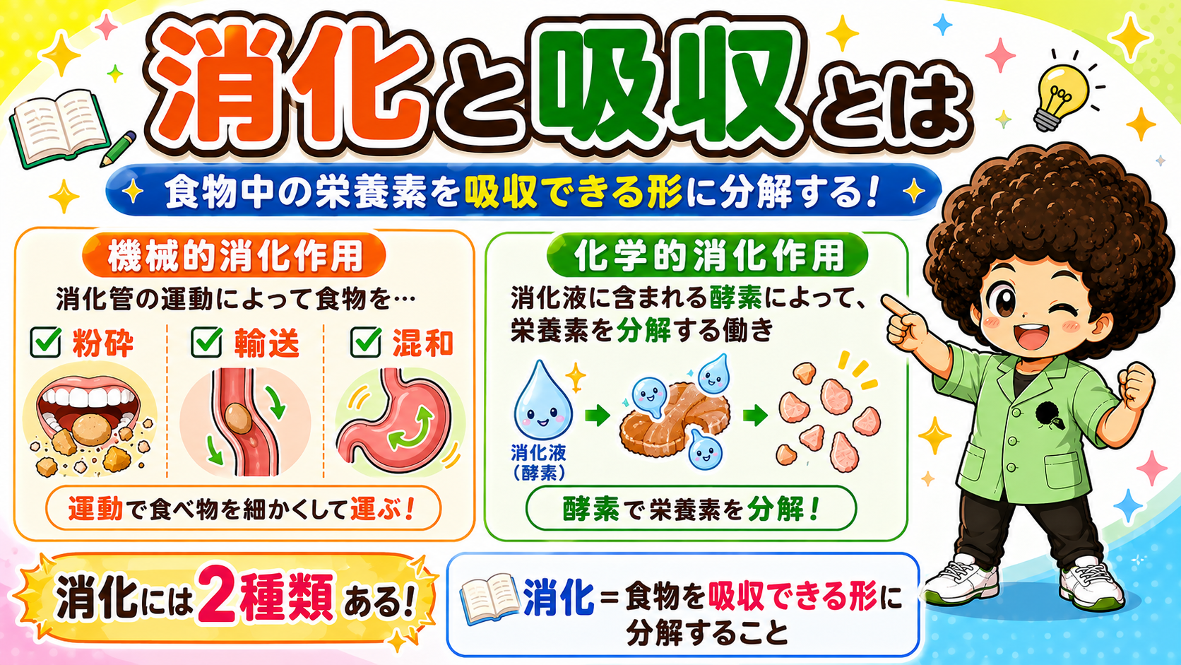 消化は機械的消化作用と化学的消化作用の2種類に分けられる