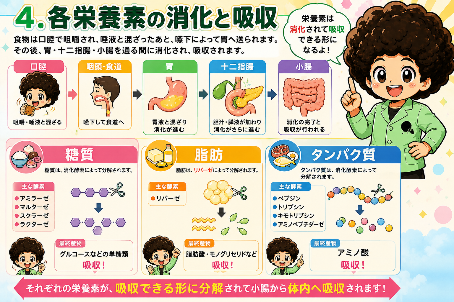 口腔→咽頭・食道→胃→十二指腸→小腸の流れと三大栄養素の消化・吸収