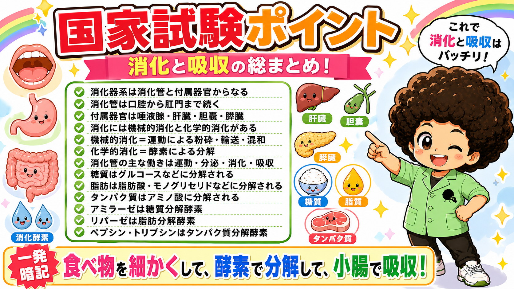 消化と吸収の国家試験ポイント総まとめ
