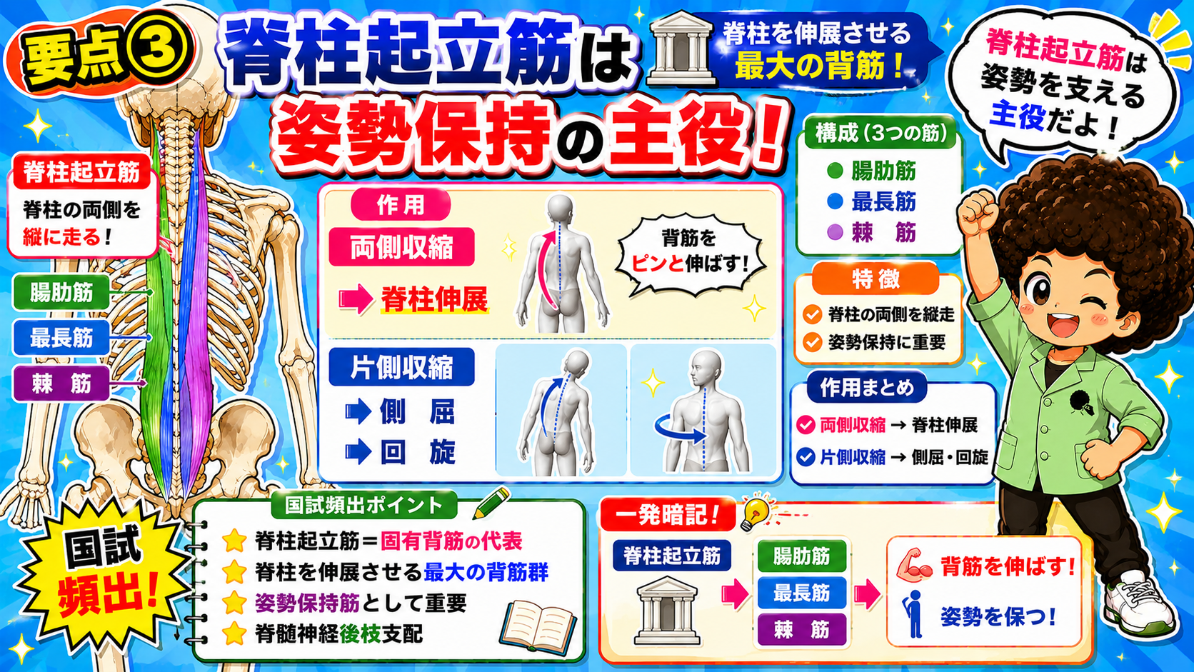 脊柱起立筋は腸肋筋・最長筋・棘筋からなり、両側収縮で脊柱伸展、片側収縮で側屈・回旋を行う