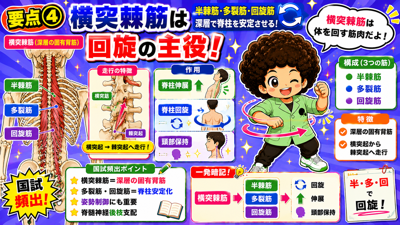 横突棘筋(半棘筋・多裂筋・回旋筋)は横突起から棘突起へ走行し、脊柱の伸展・回旋・安定化に働く