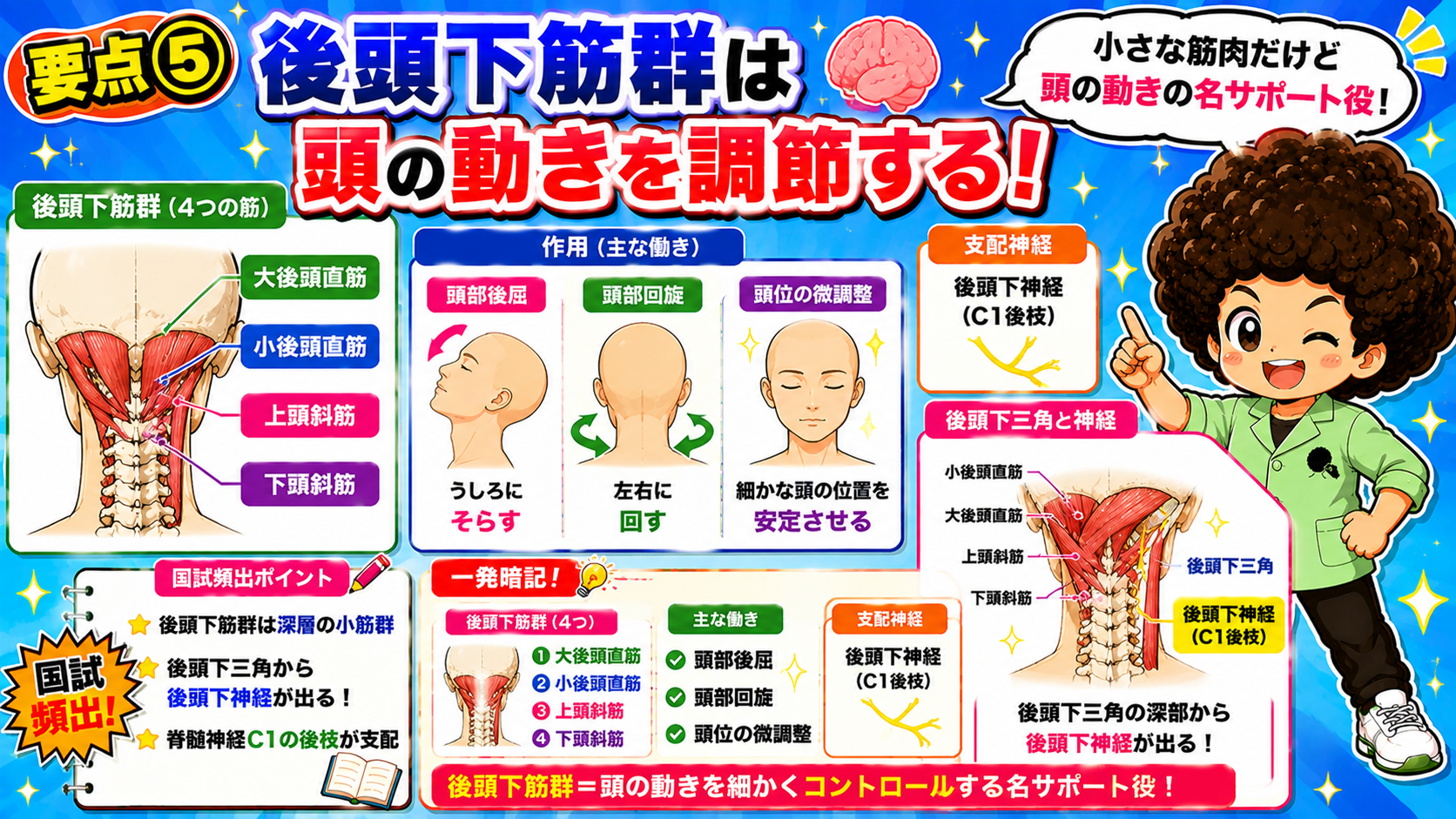 後頭下筋群(大後頭直筋・小後頭直筋・上頭斜筋・下頭斜筋)は後頭下神経(C1後枝)支配で、頭部の後屈・回旋・微調整を担う