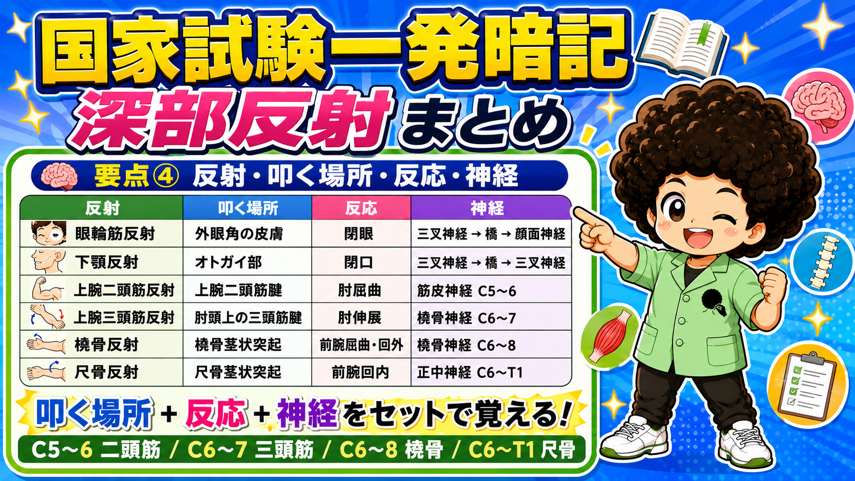 深部反射 最終まとめ：ルールと神経根の語呂
