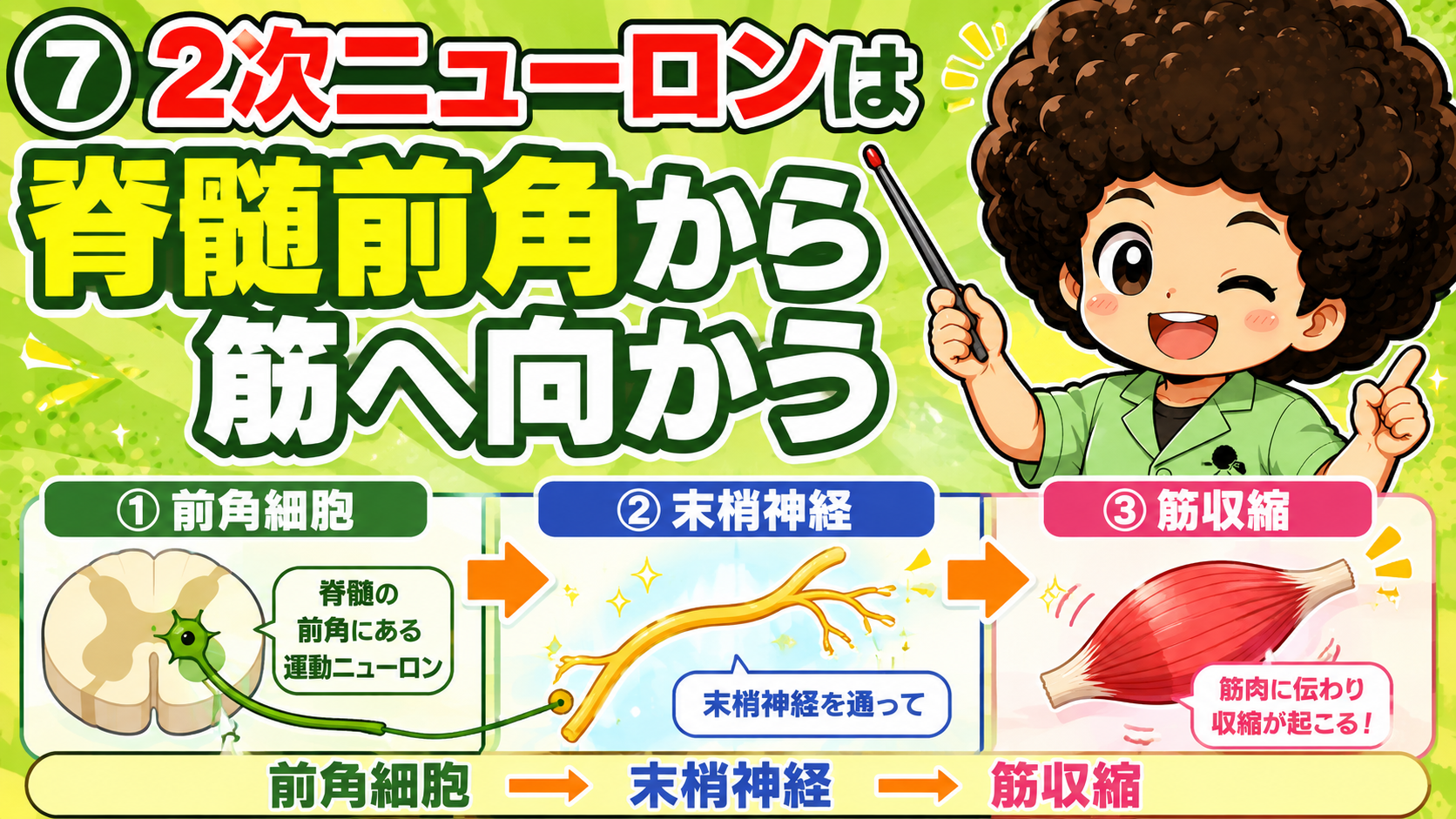 2次ニューロンは脊髄前角から末梢神経を通って筋へ