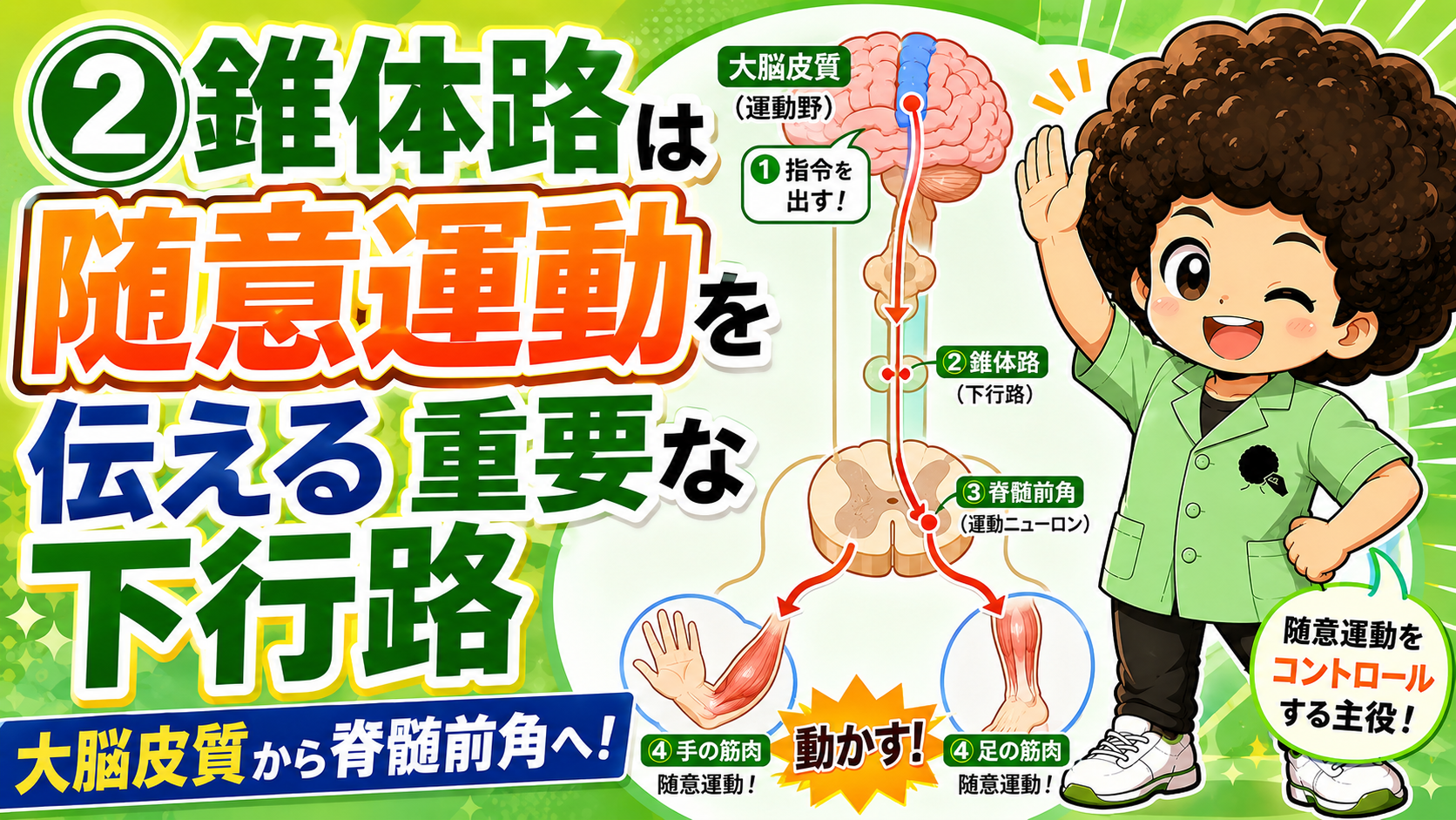 錐体路は大脳皮質から脊髄前角へ向かう下行路