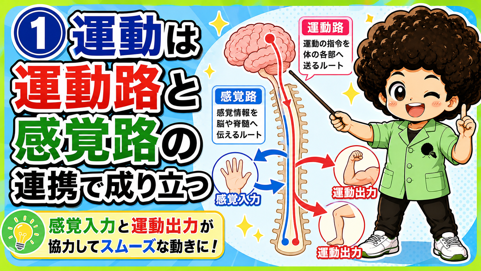 運動路と感覚路のしくみ｜運動路と感覚路のしくみ 1