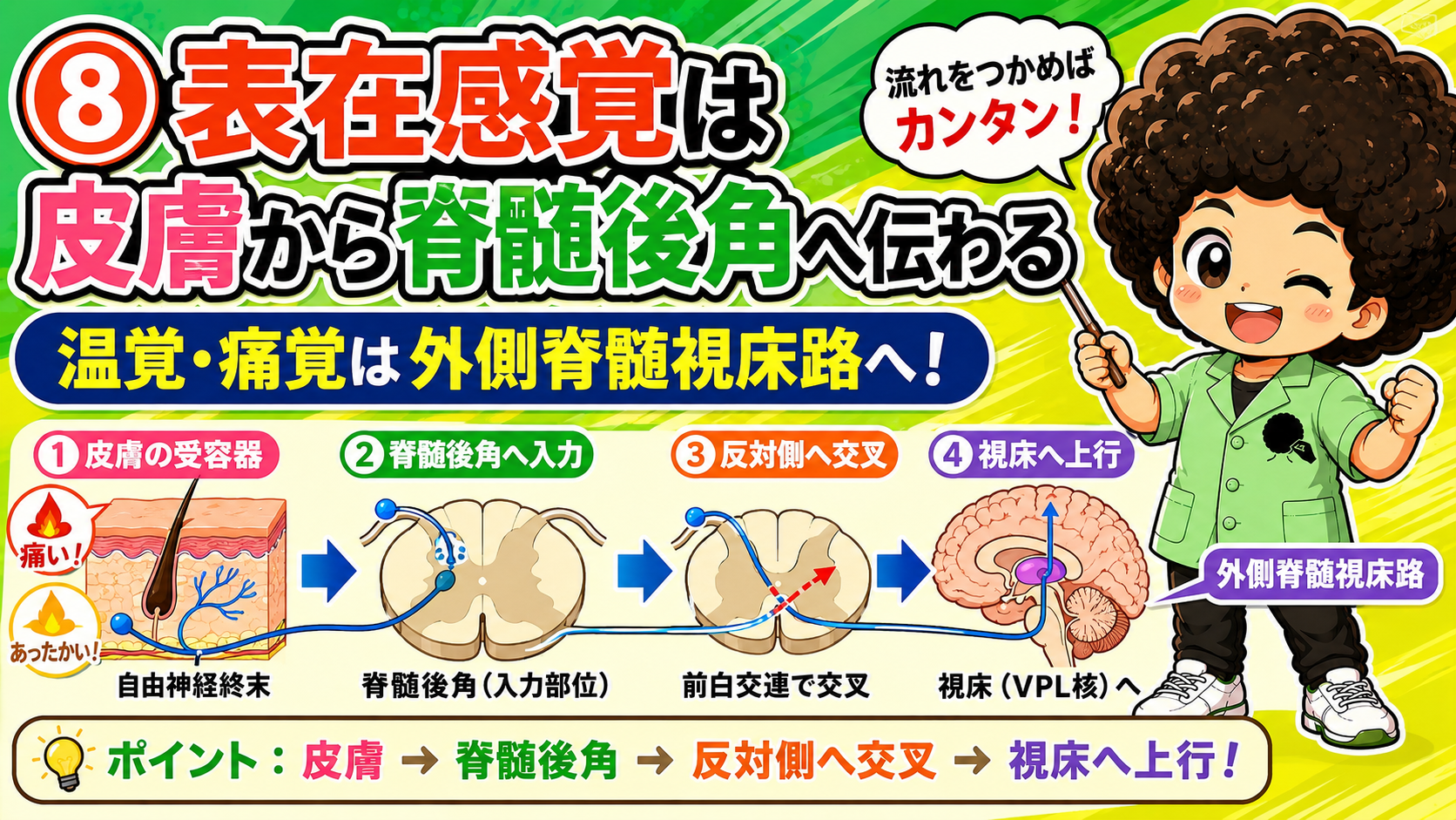 表在感覚は脊髄後角から前白交連で交叉して上行する