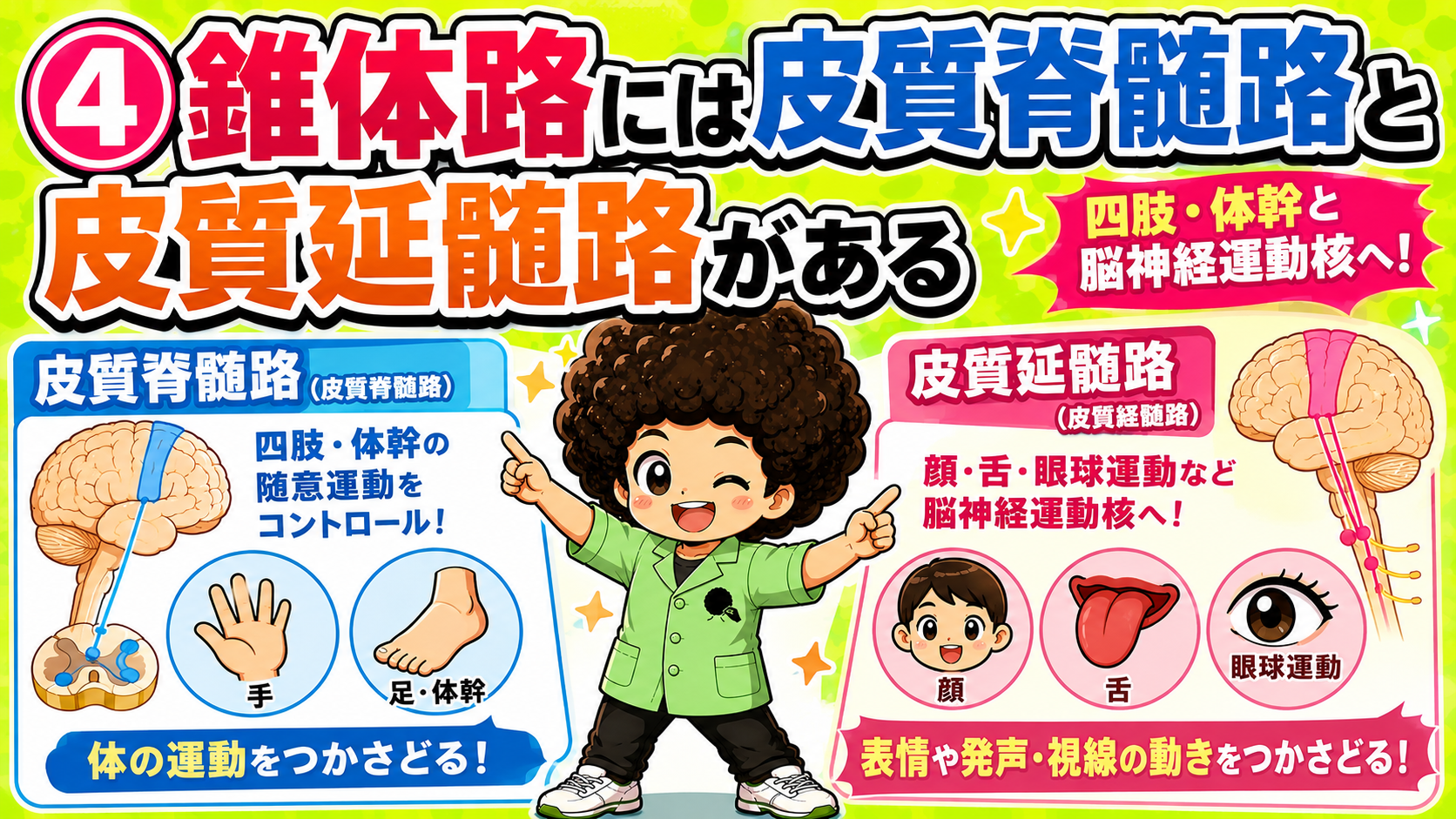 皮質脊髄路と皮質延髄路の行き先の違い