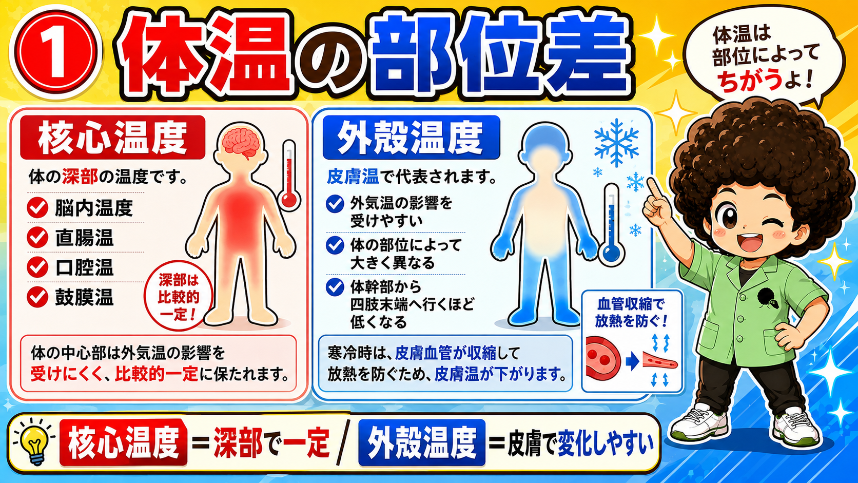 核心温度＝深部で一定／外殻温度＝皮膚で変化しやすい