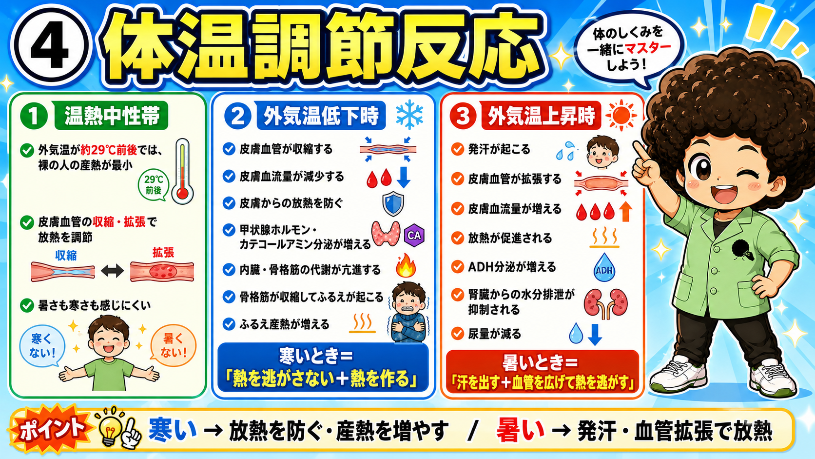 温熱中性帯（約29℃前後）と寒冷時・暑熱時の体温調節反応