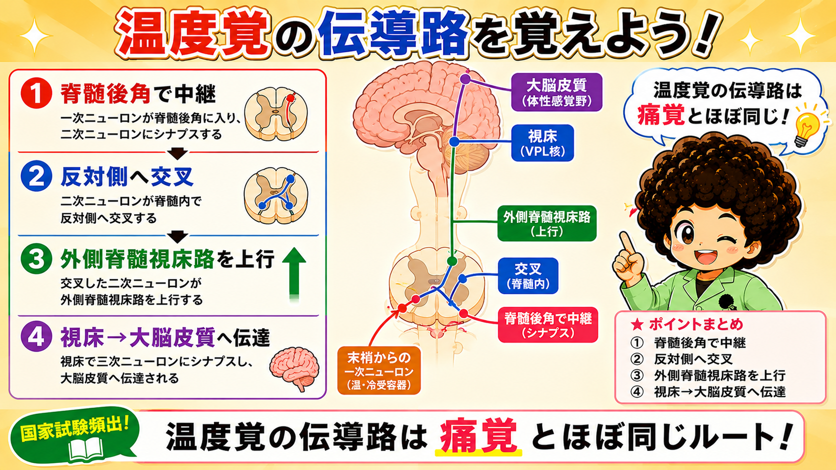 脊髄後角で中継→交叉→外側脊髄視床路→視床→大脳皮質