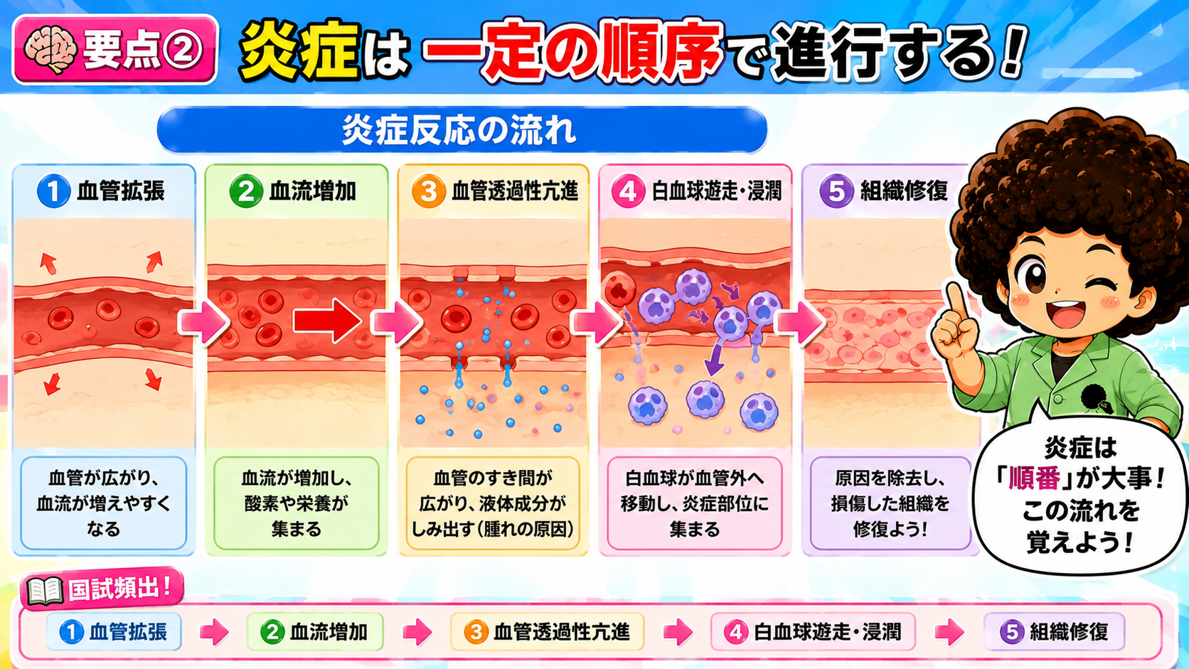 炎症反応の流れ：血管拡張→血流増加→血管透過性亢進→白血球遊走・浸潤→組織修復