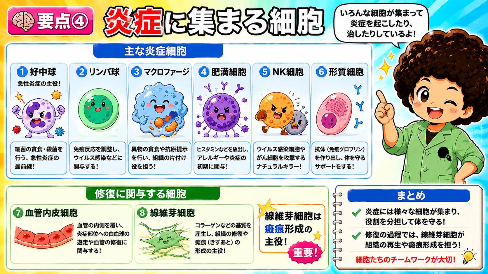 主な炎症細胞と修復に関与する細胞（線維芽細胞は瘢痕形成の主役）