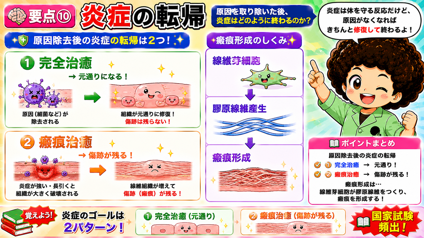 炎症の転帰。瘢痕形成は線維芽細胞→膠原線維産生→瘢痕形成の順