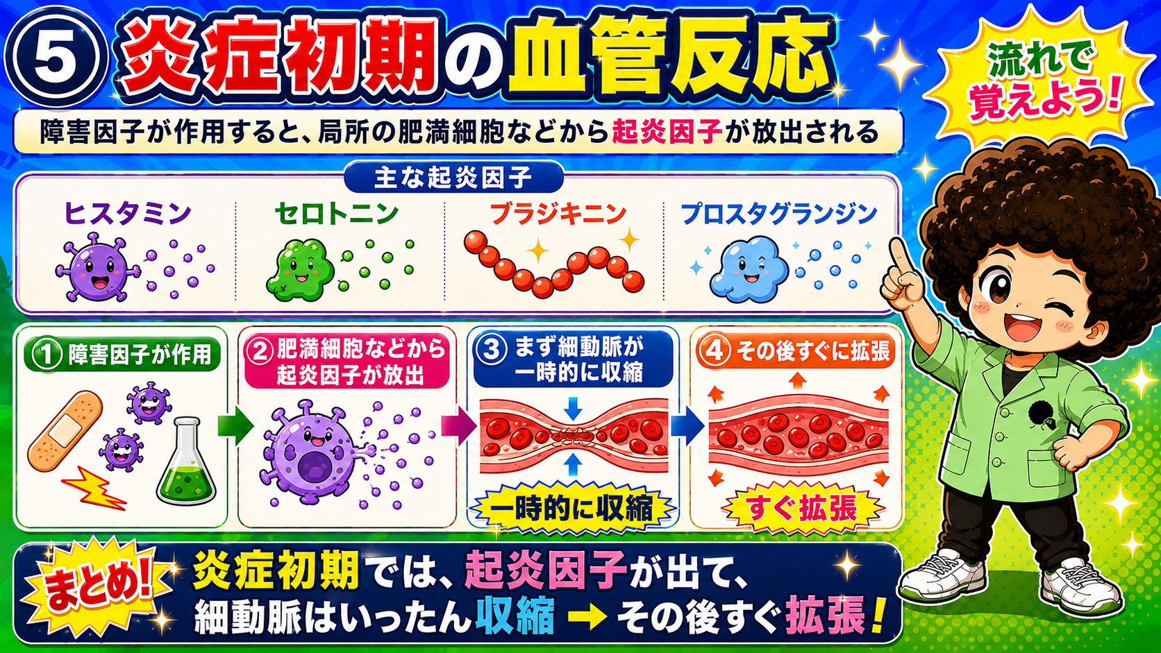 炎症初期＝起炎因子が出て、細動脈はいったん収縮→すぐ拡張