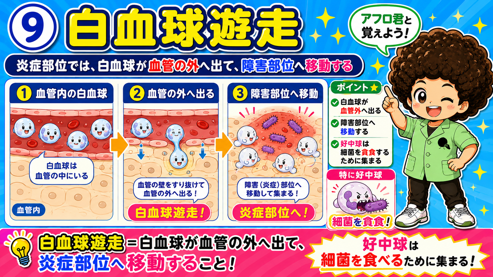 白血球遊走＝白血球が血管外へ出て炎症部位へ移動する